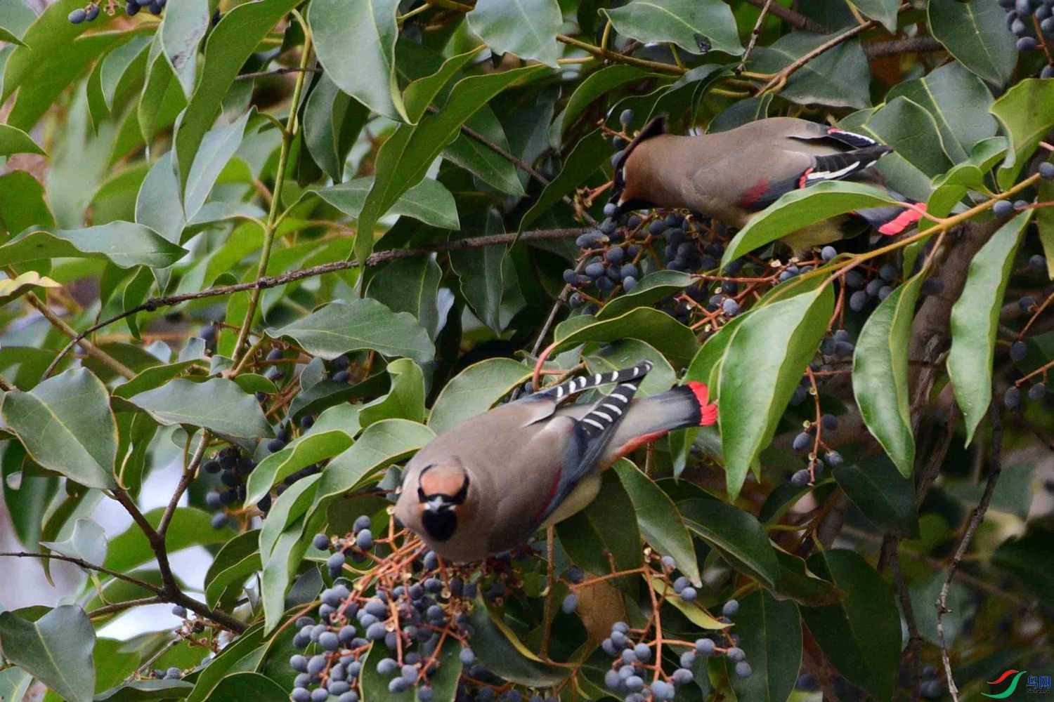 DSC_7801.JPG