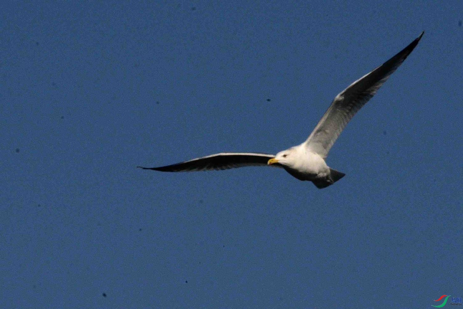 DSC_9795.JPG