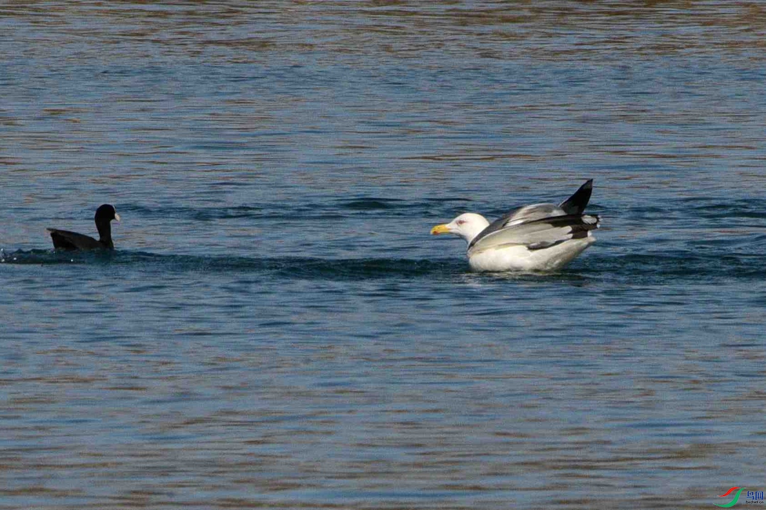 DSC_9806.JPG