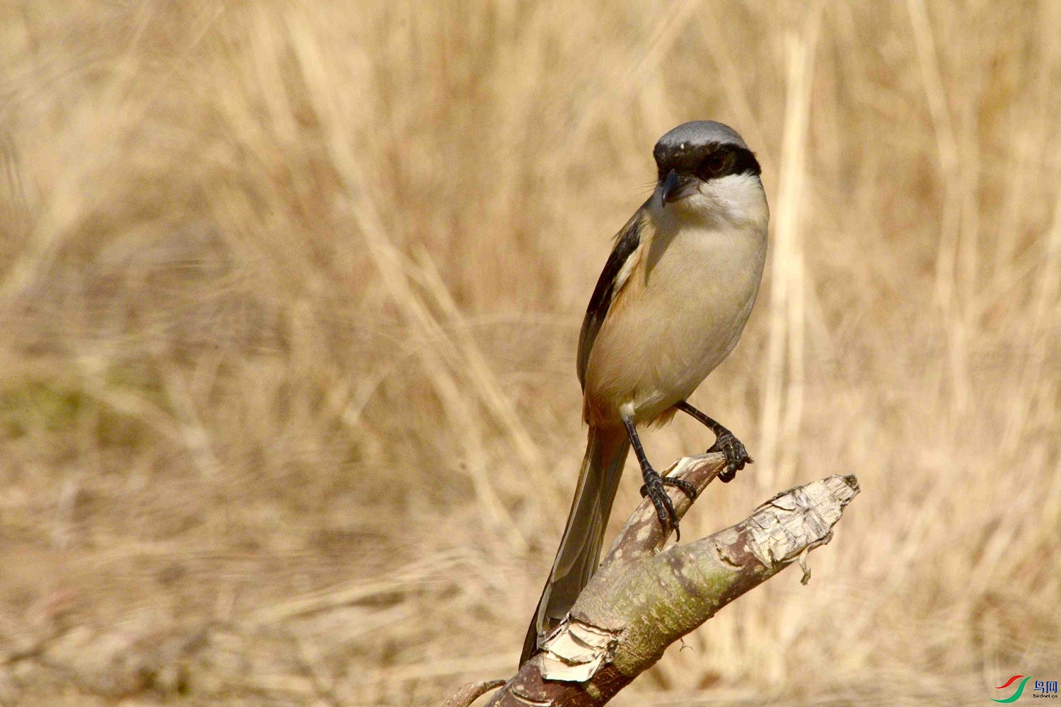 DSC_2227.JPG