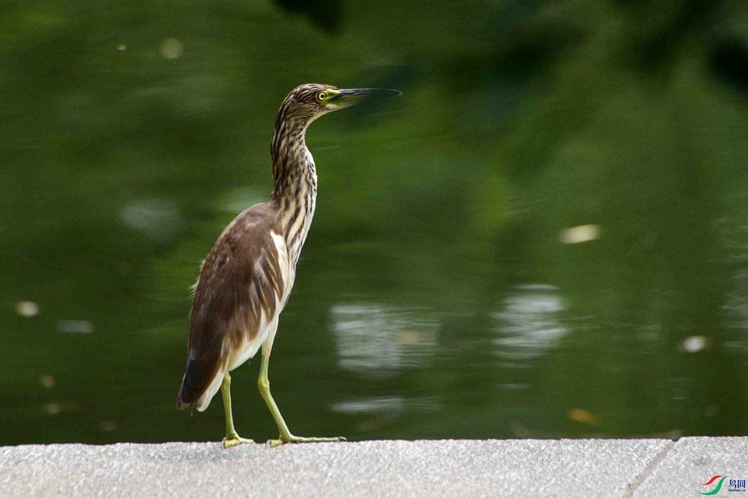 DSC_6013.JPG