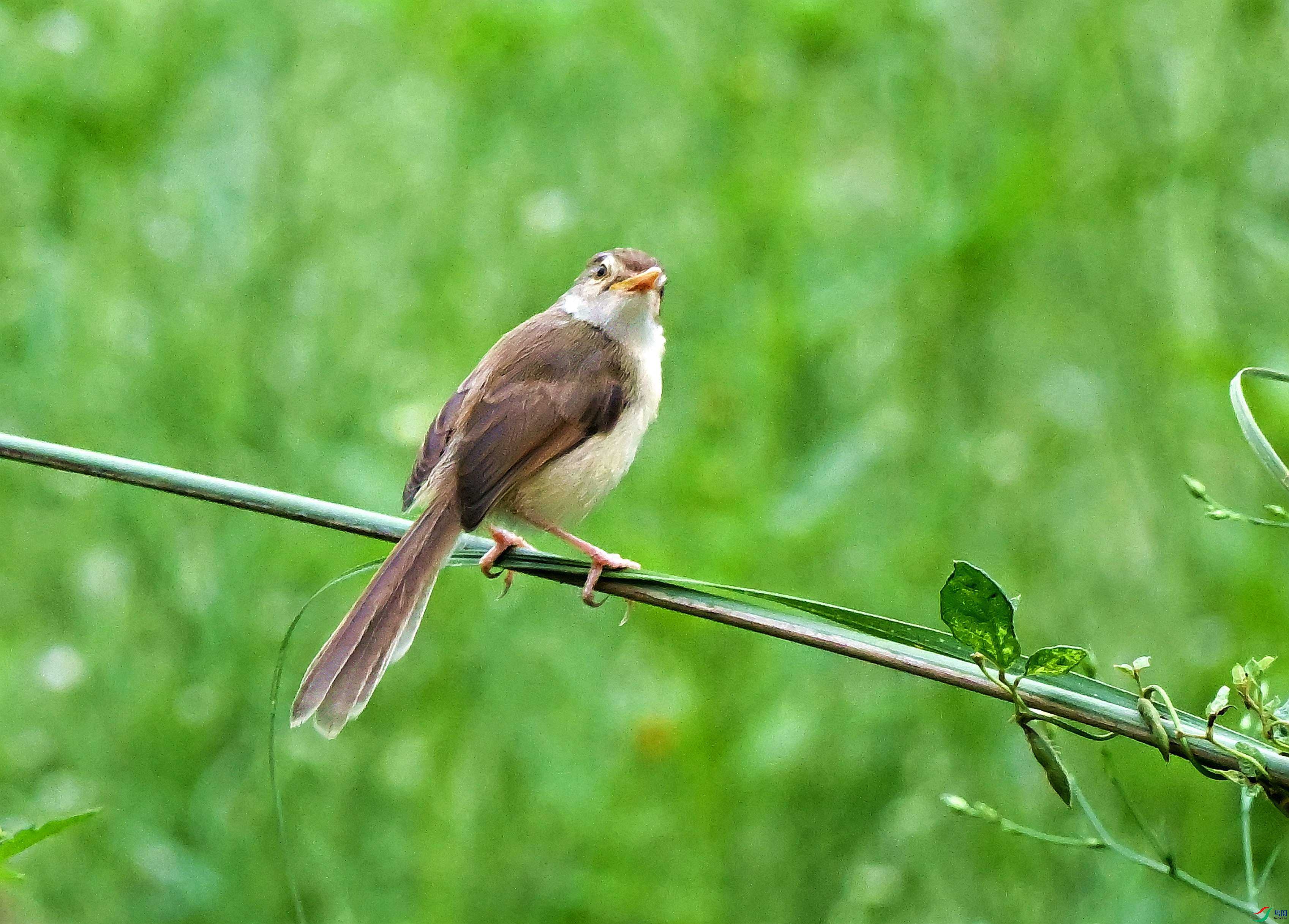 DSC_1852.JPG