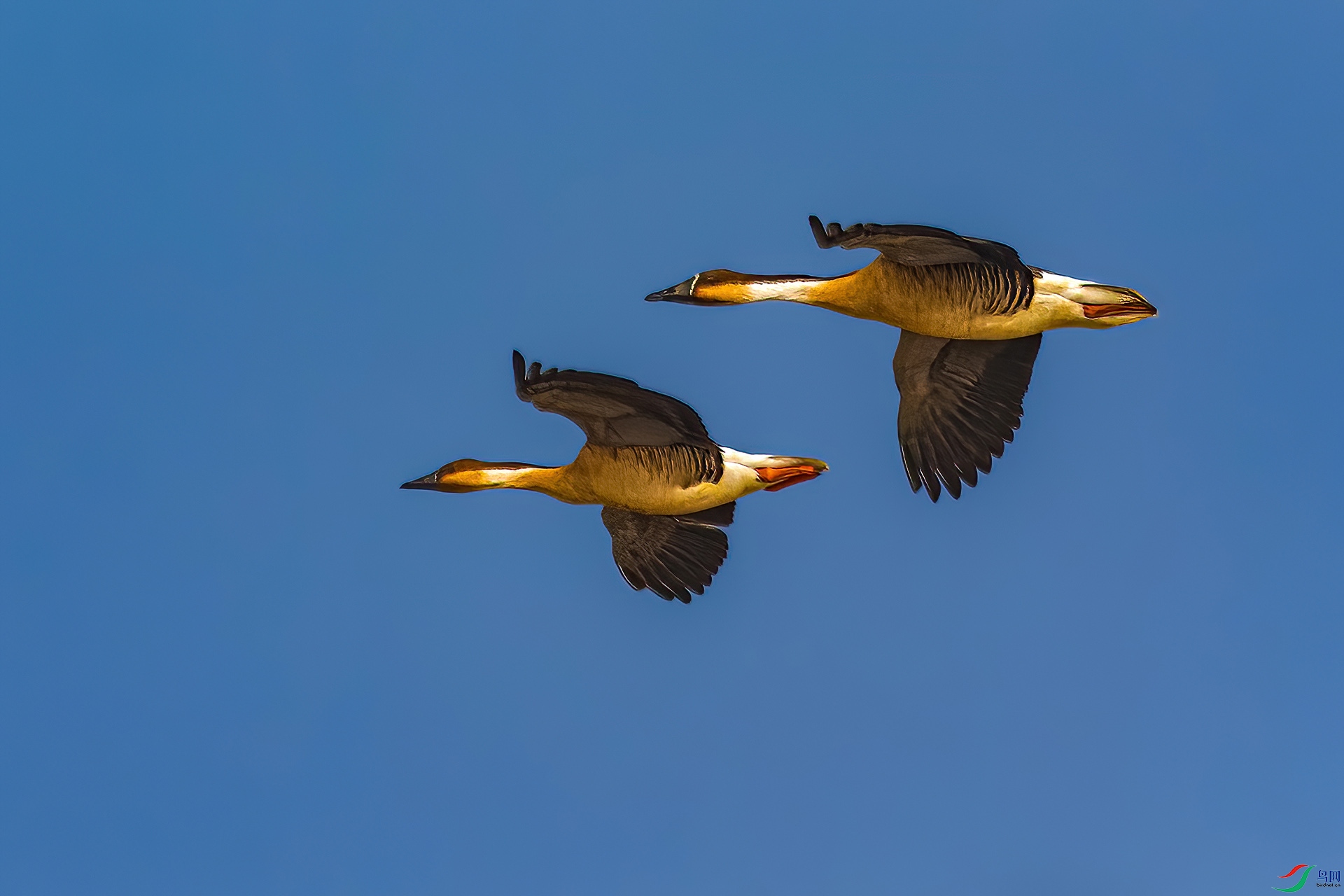 _MG_9836-CR2_(1920).jpg
