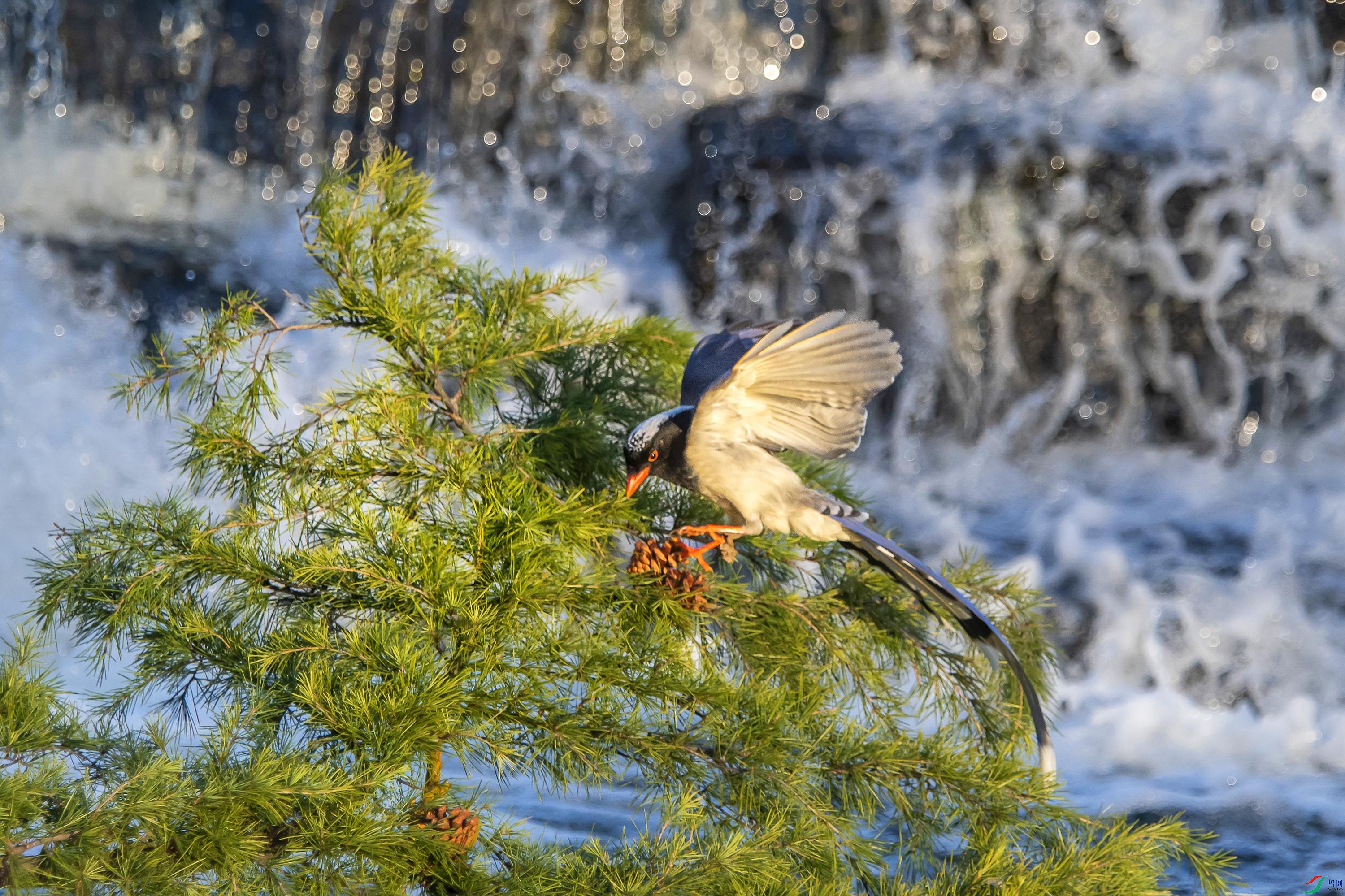 DSC_9811_1.jpg