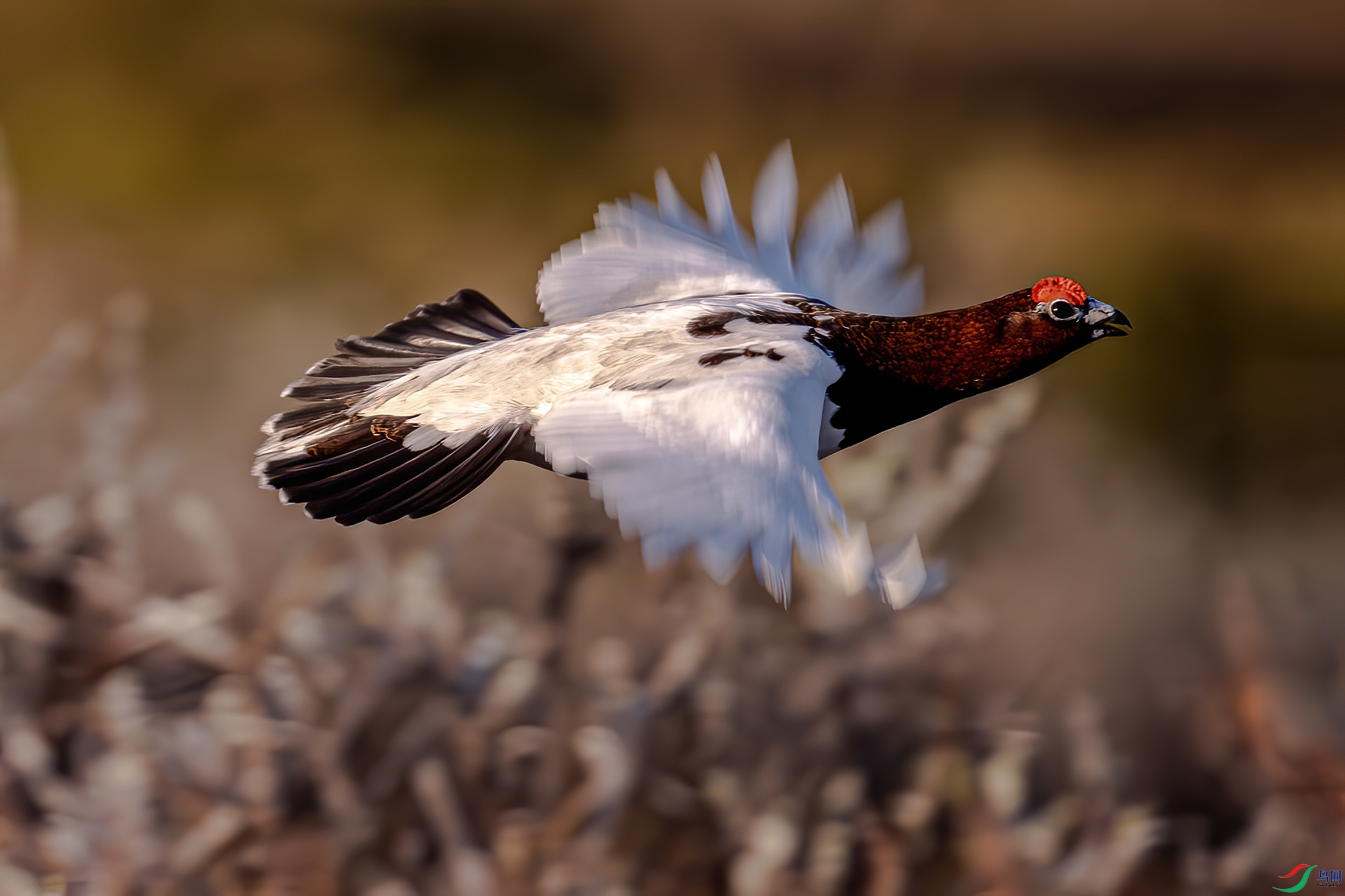DSC_5625-D.jpg
