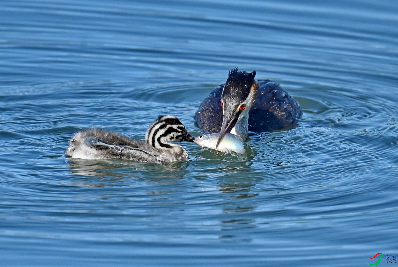DSC_54**BBB.jpg