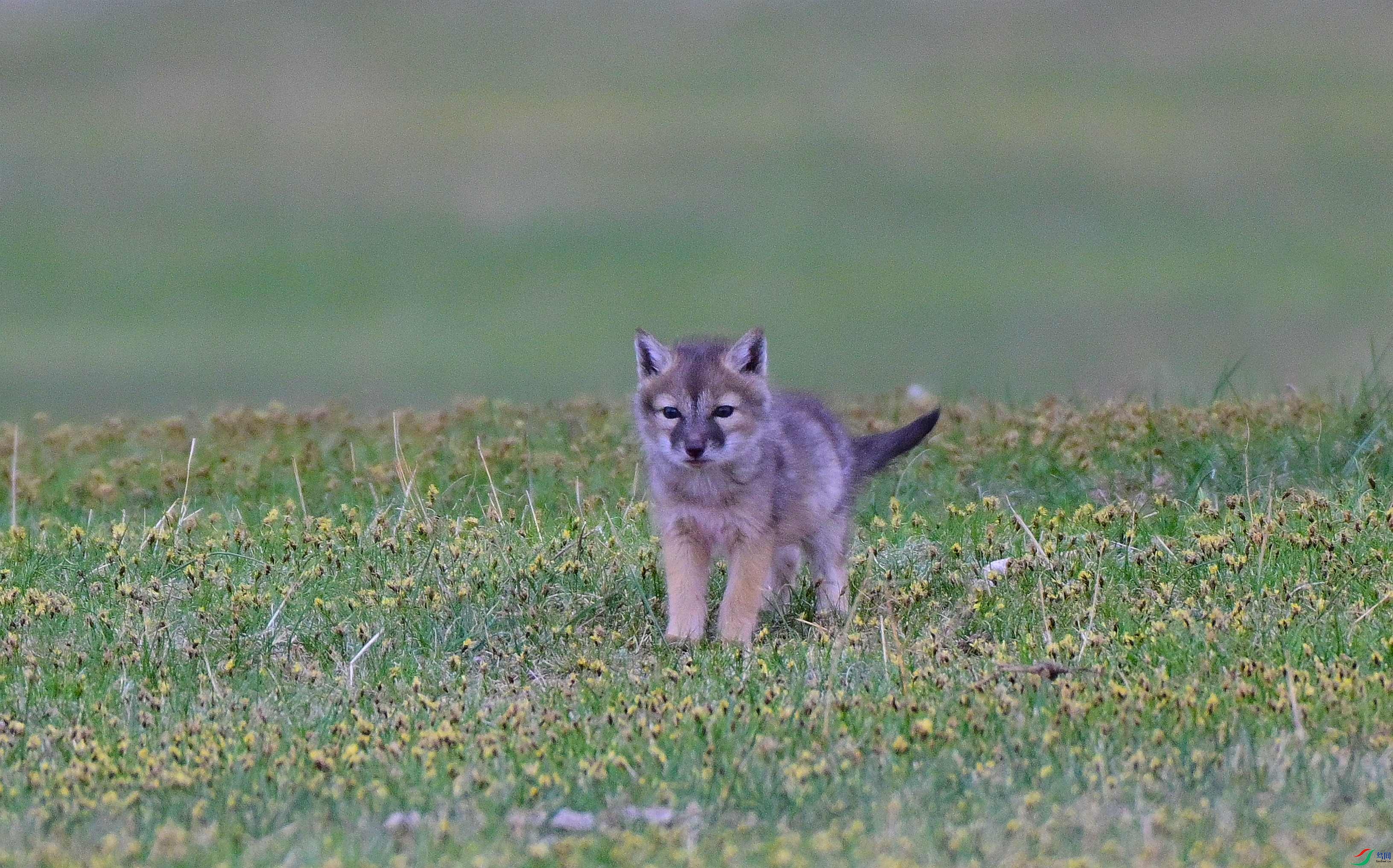 DSC_1071.JPG