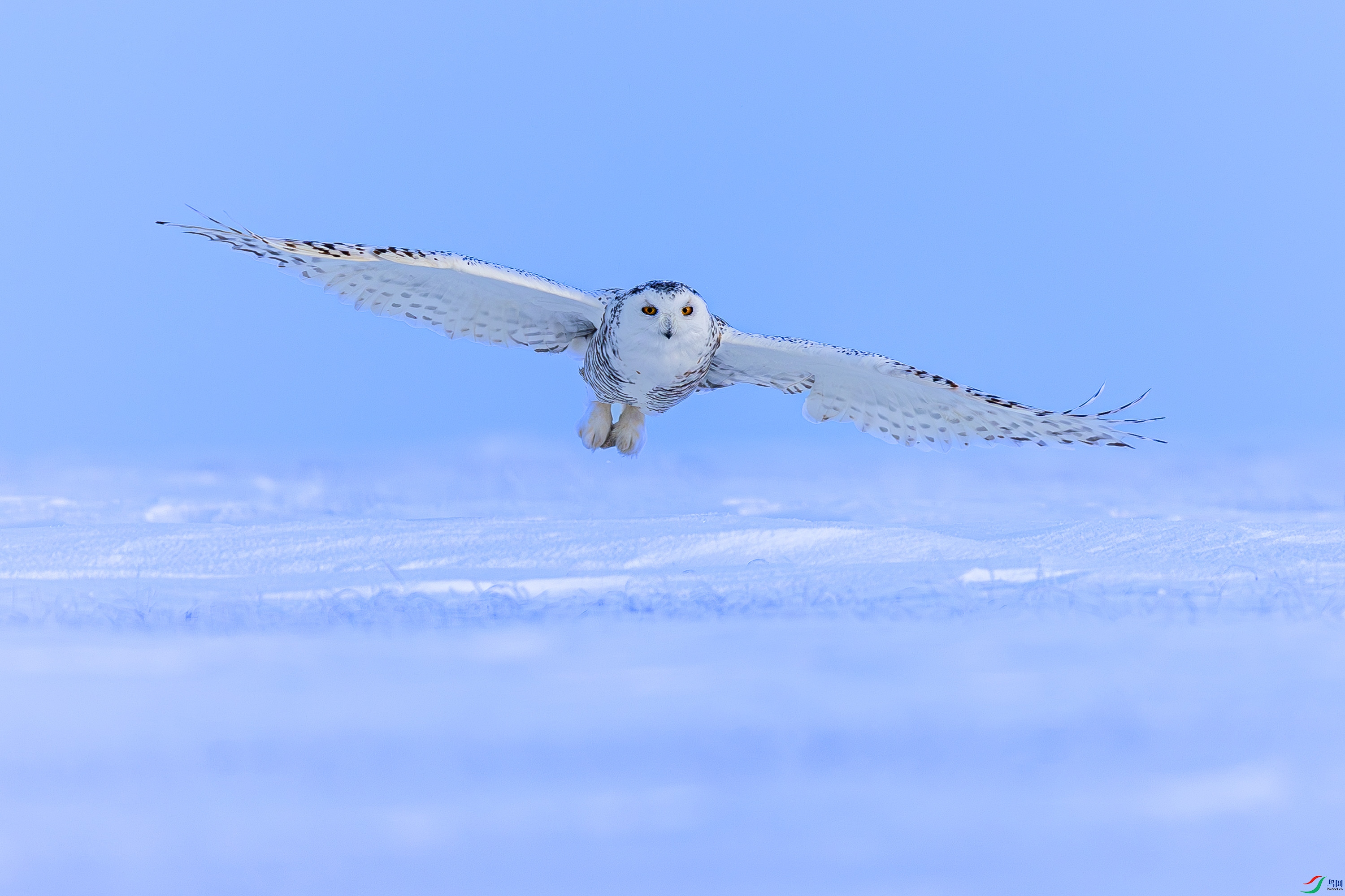 _72A3375-����ǿ-NR.JPG