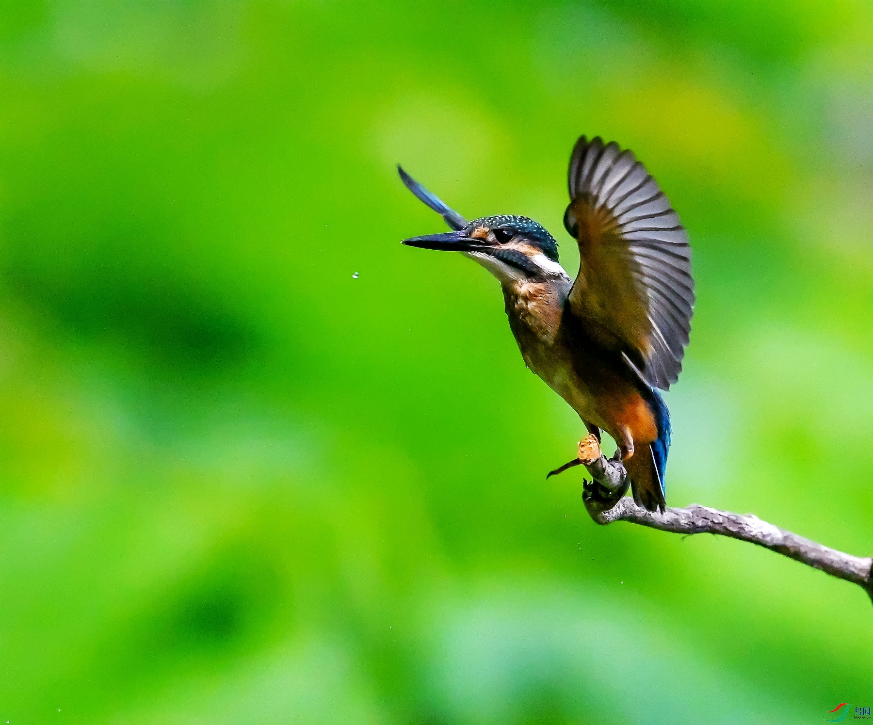 DSC_0594----_conew1.jpg