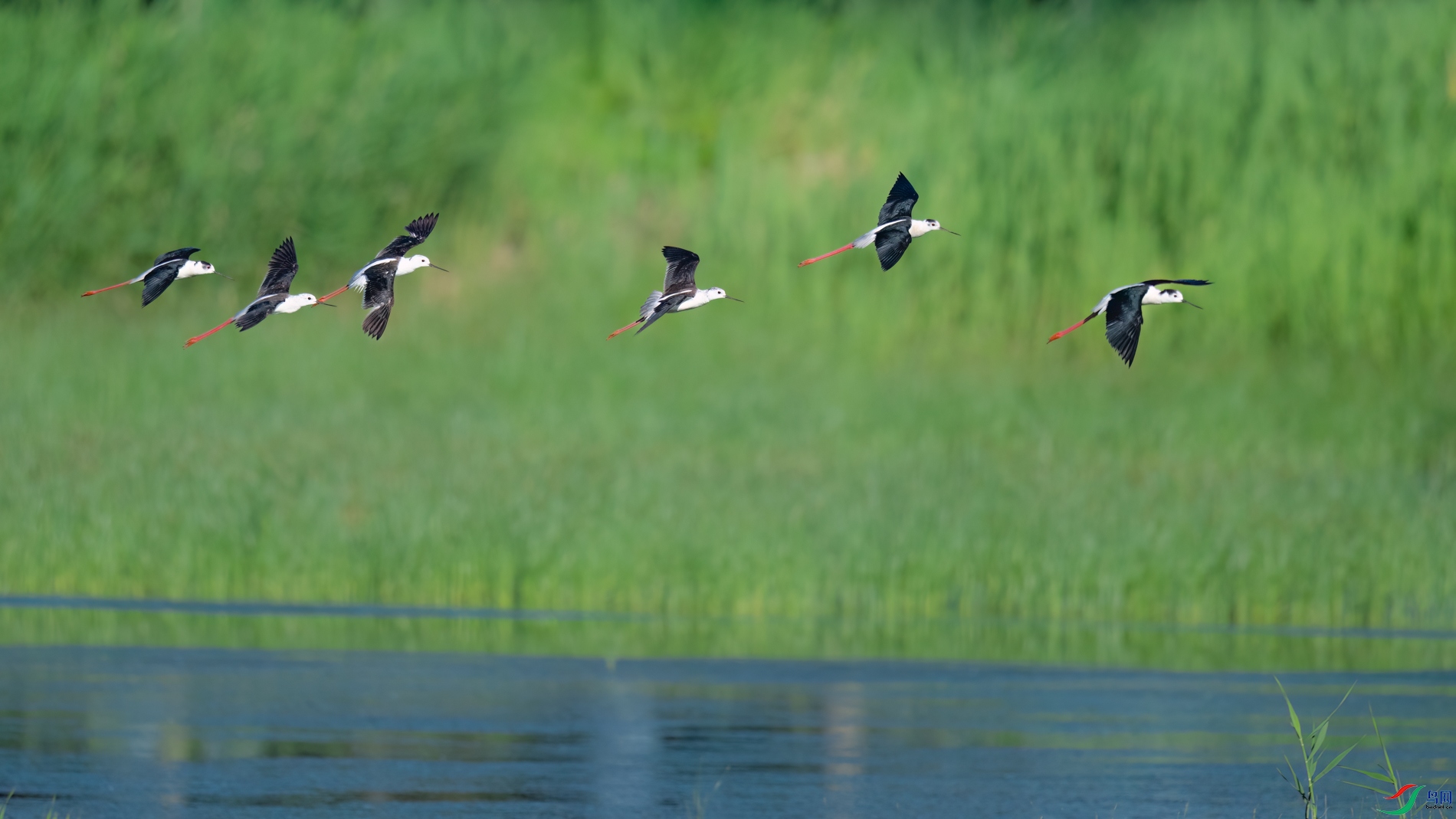 DSC_8424sen2026-6-11-21-�༭.jpg