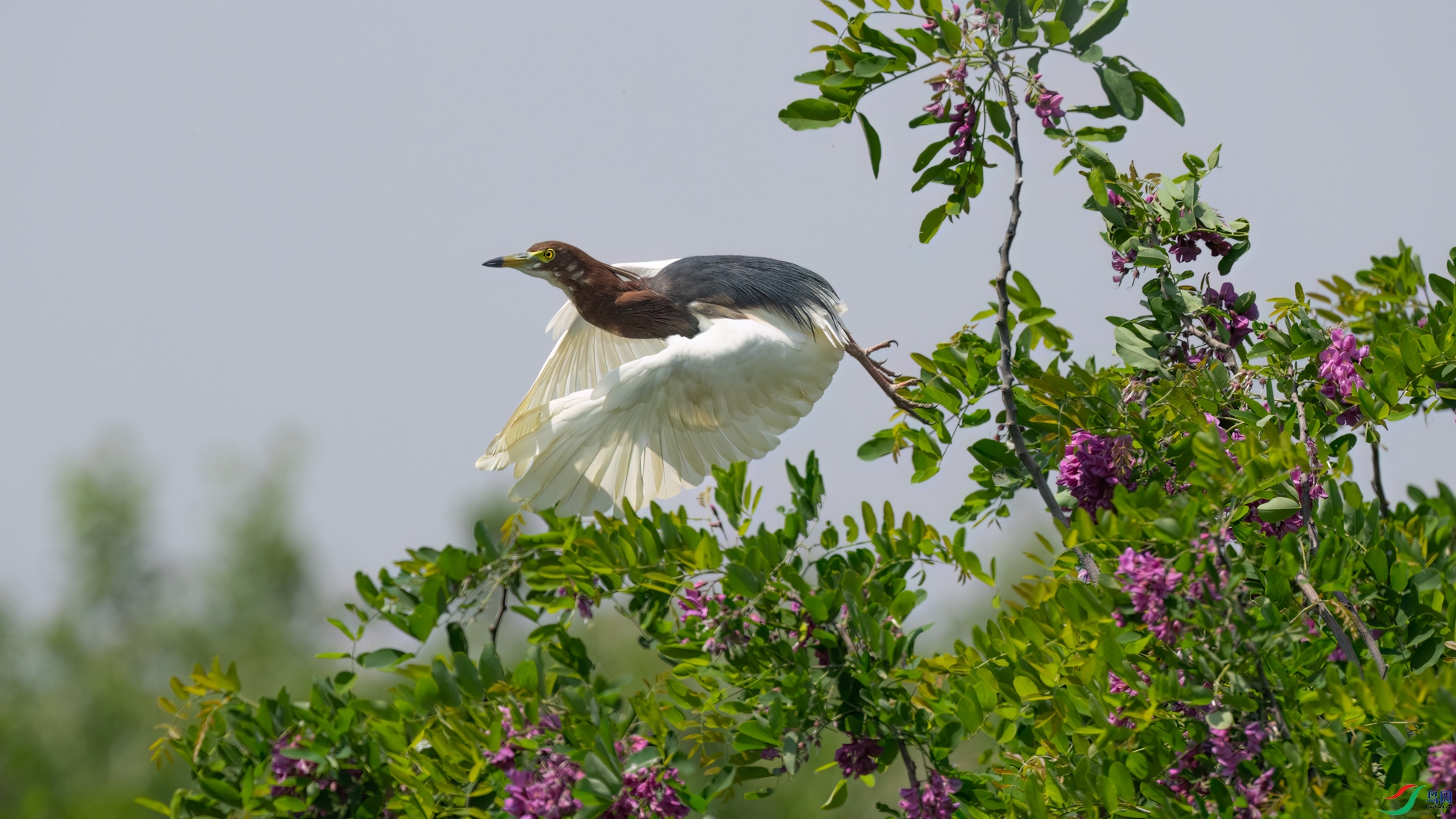 DSC_9963sen2026-5-10-185-�༭.jpg
