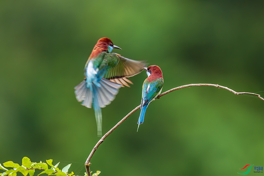 hbhaR230623 (1852).jpg