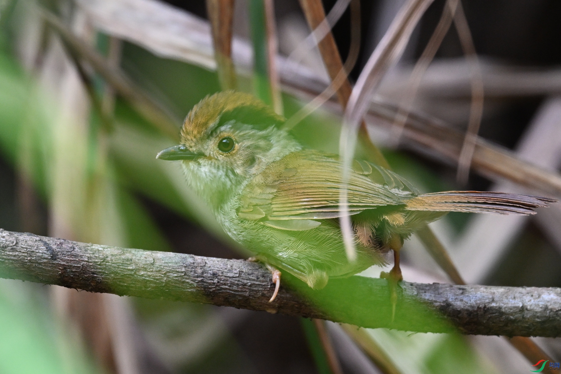 DSC_0152.JPG