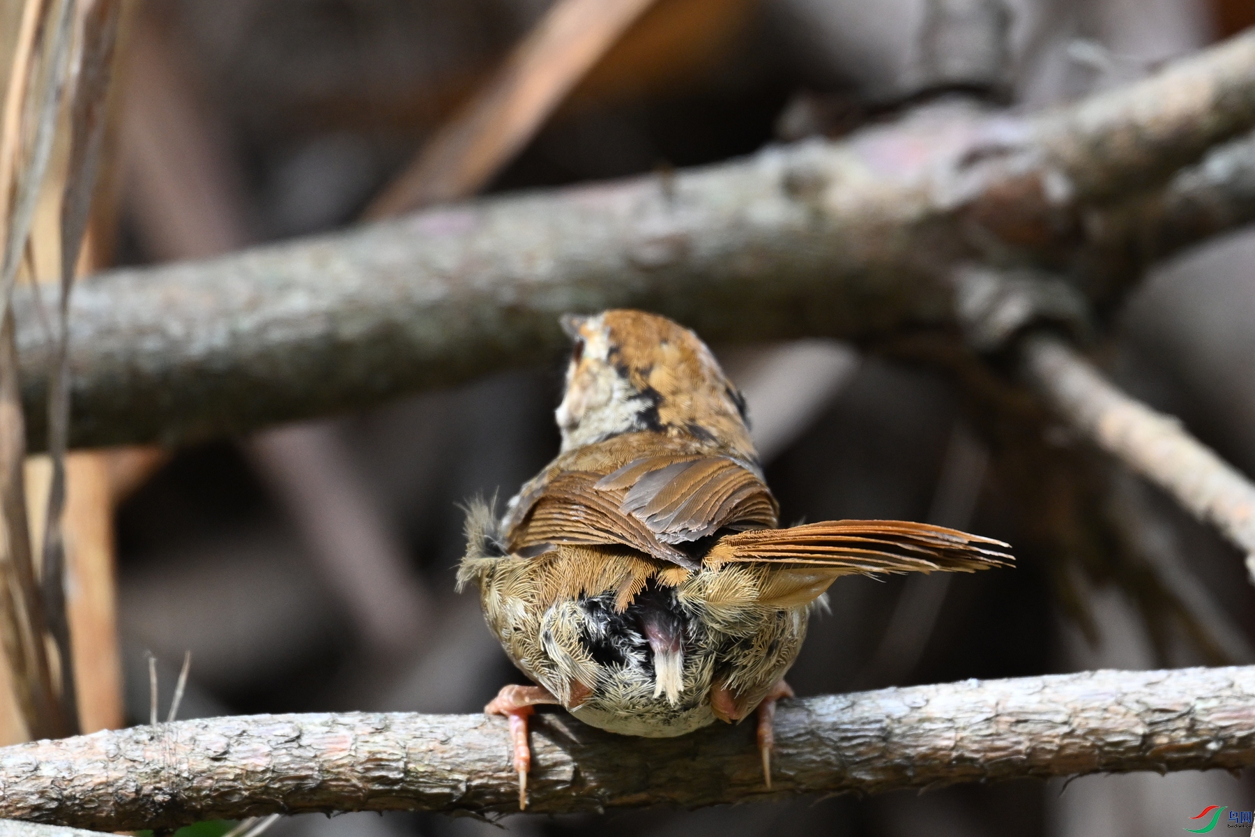DSC_0183.JPG