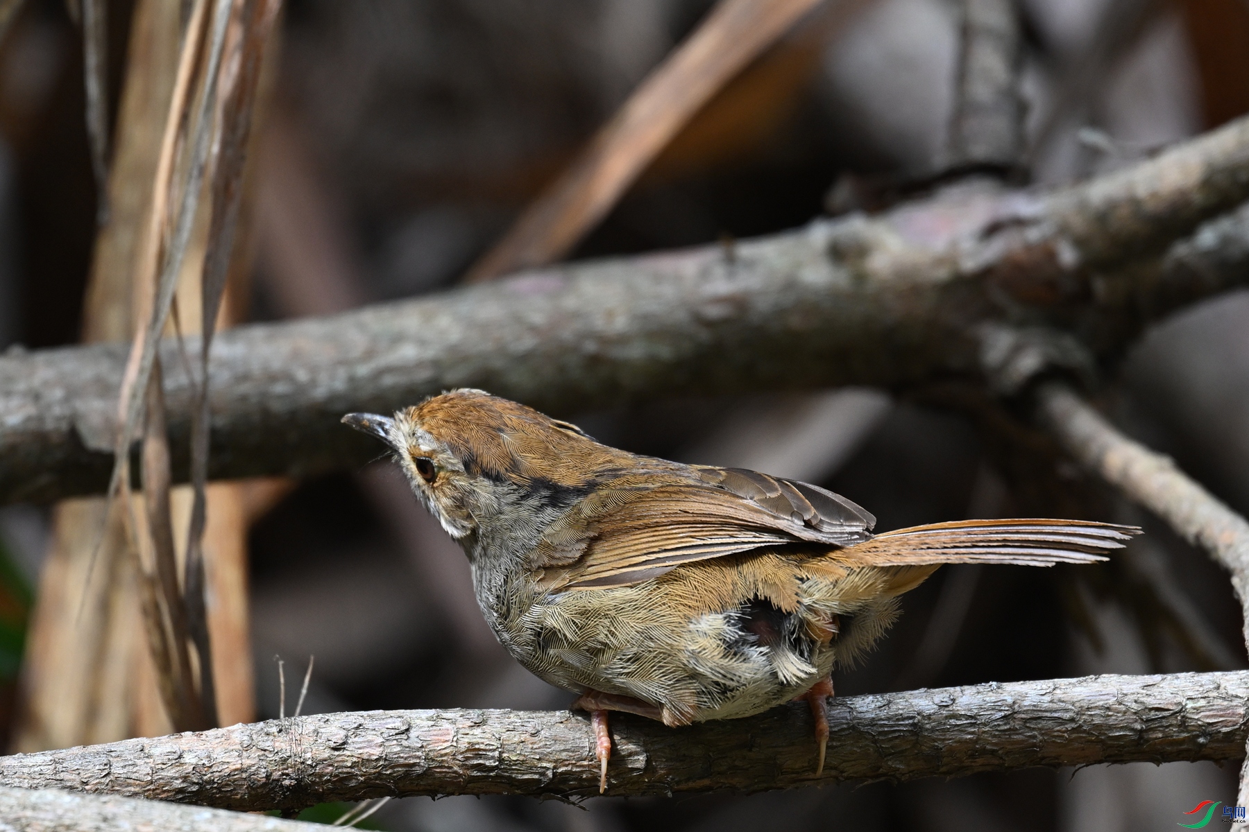 DSC_0184.JPG