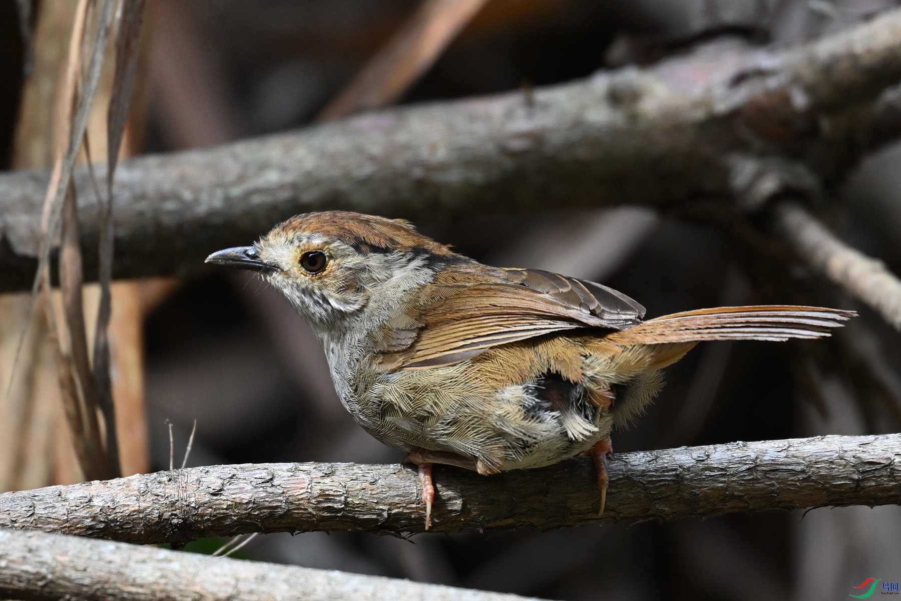 DSC_0187.JPG