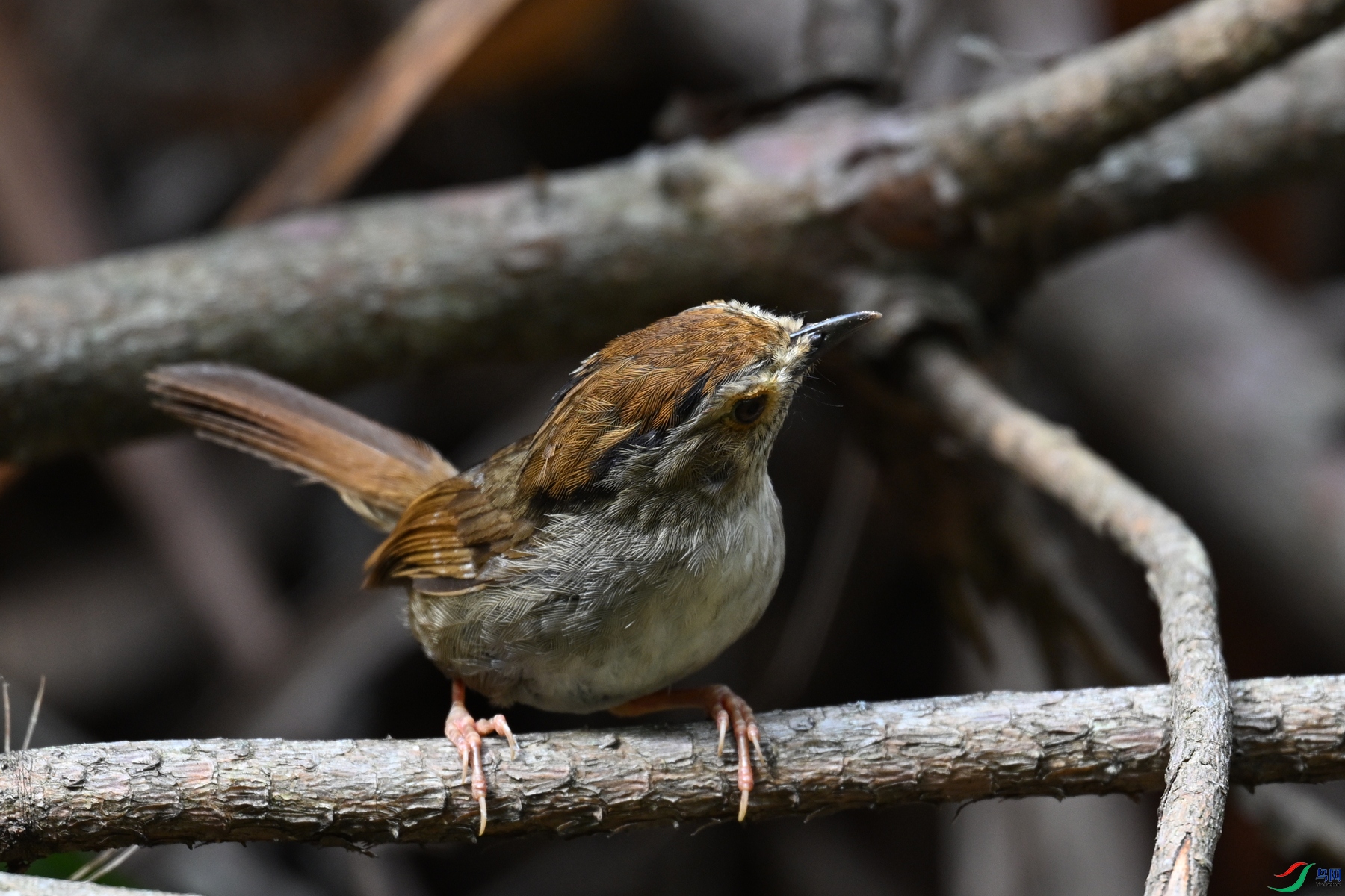 DSC_0172.JPG