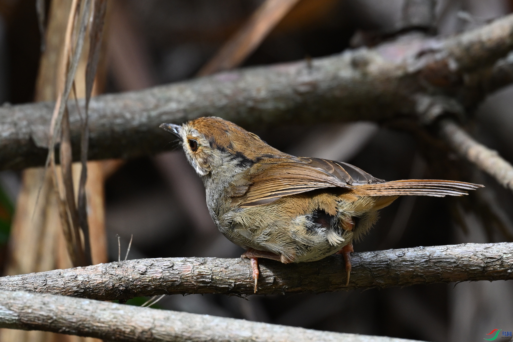 DSC_0190.JPG