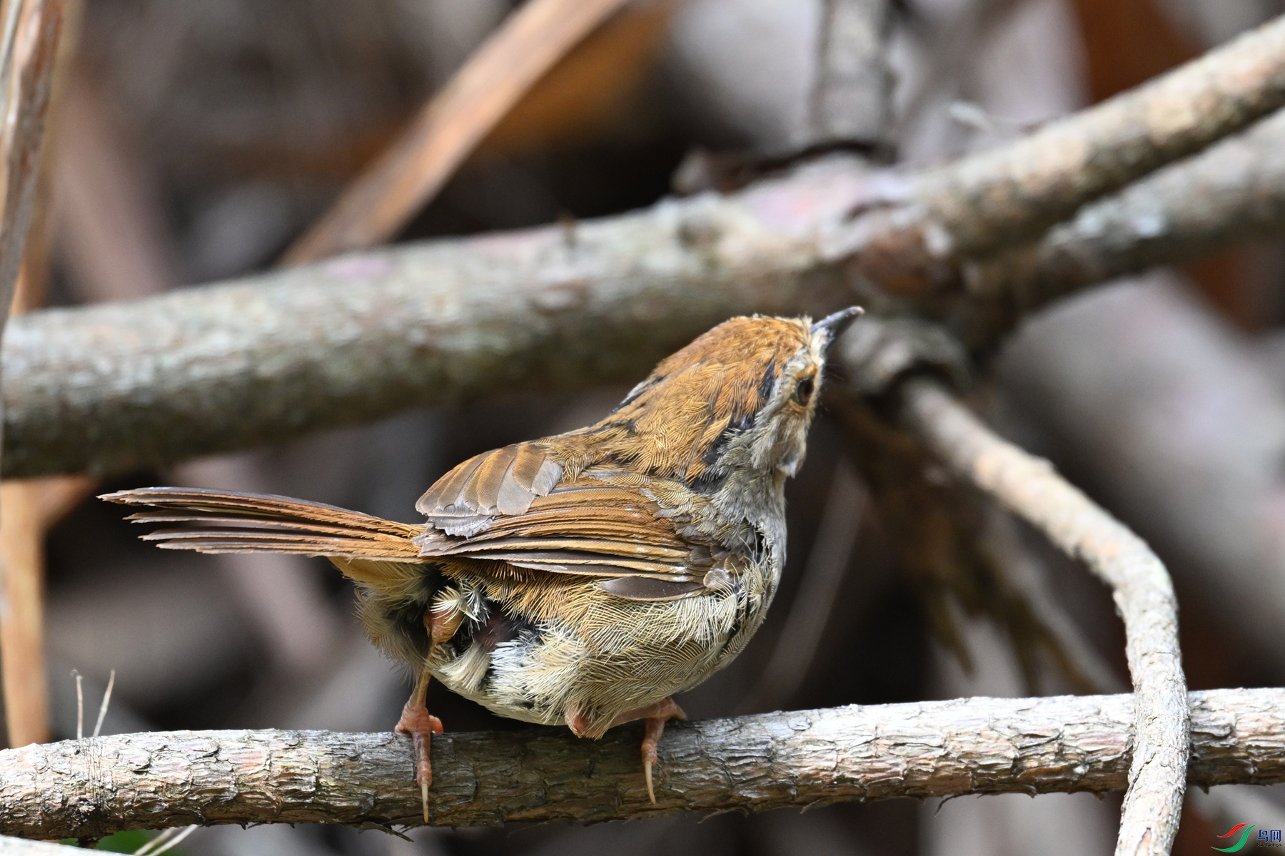 DSC_0193.JPG