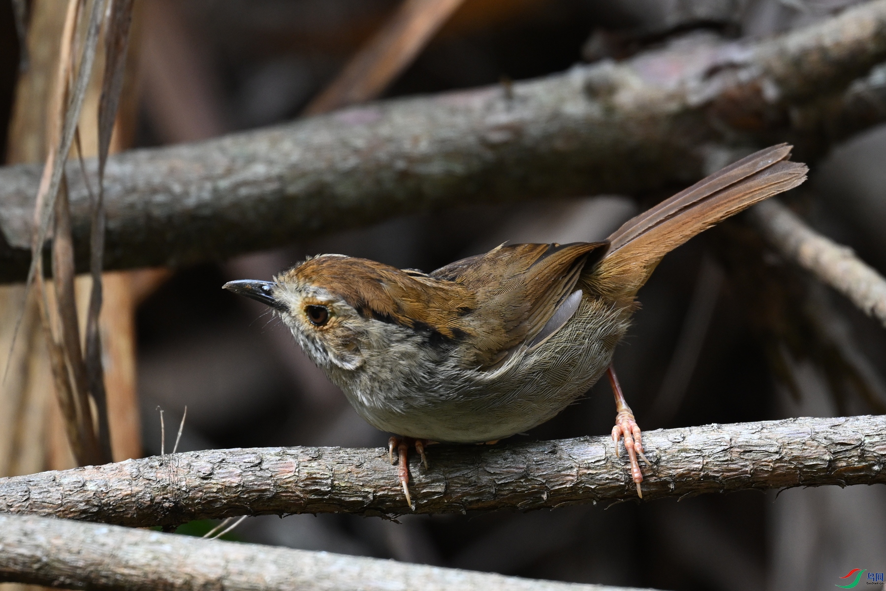 DSC_0176.JPG