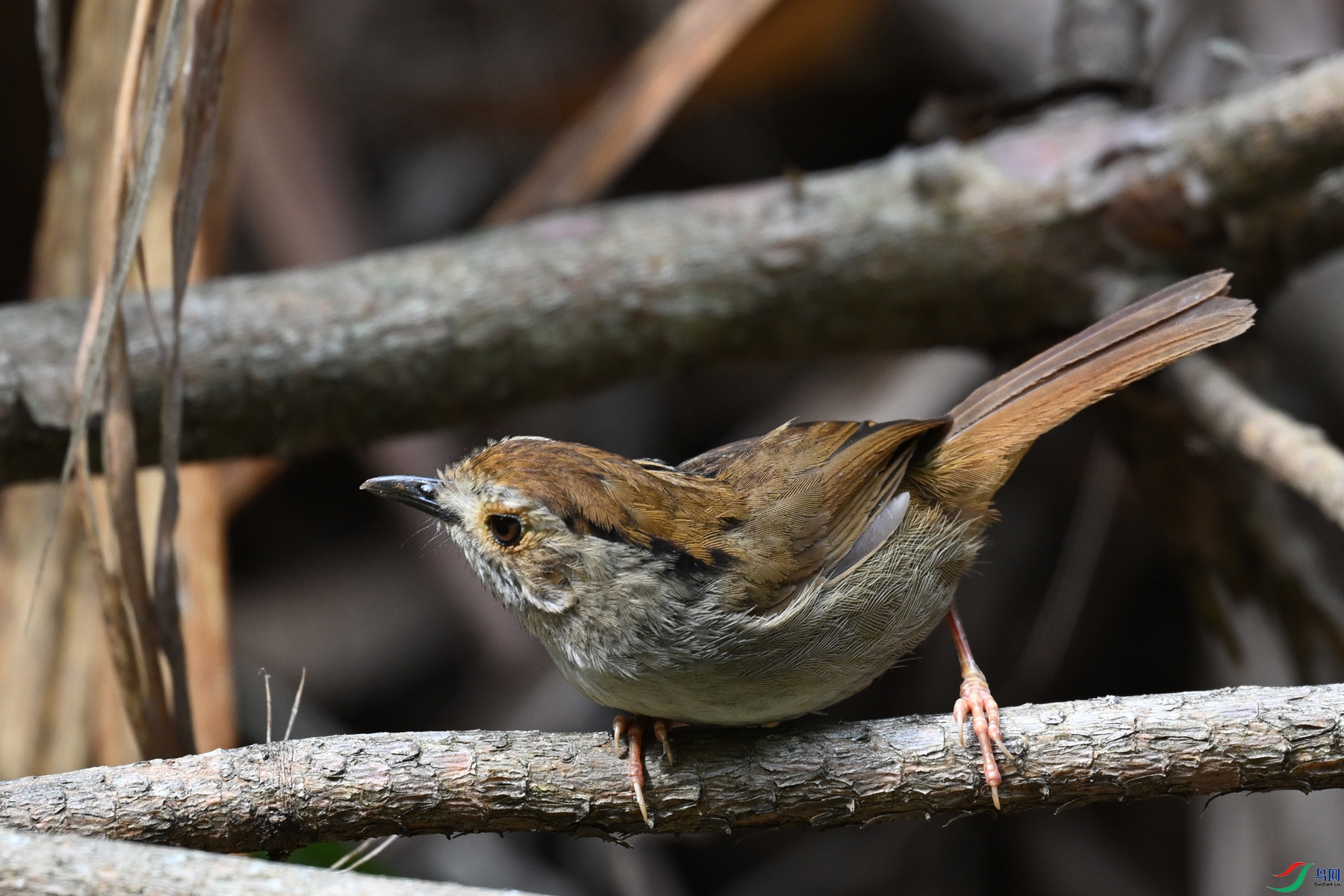 DSC_0178.JPG