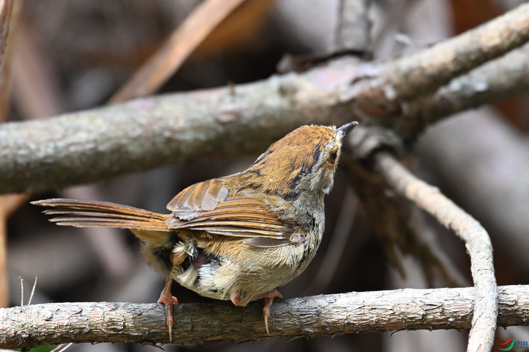 DSC_0195.JPG