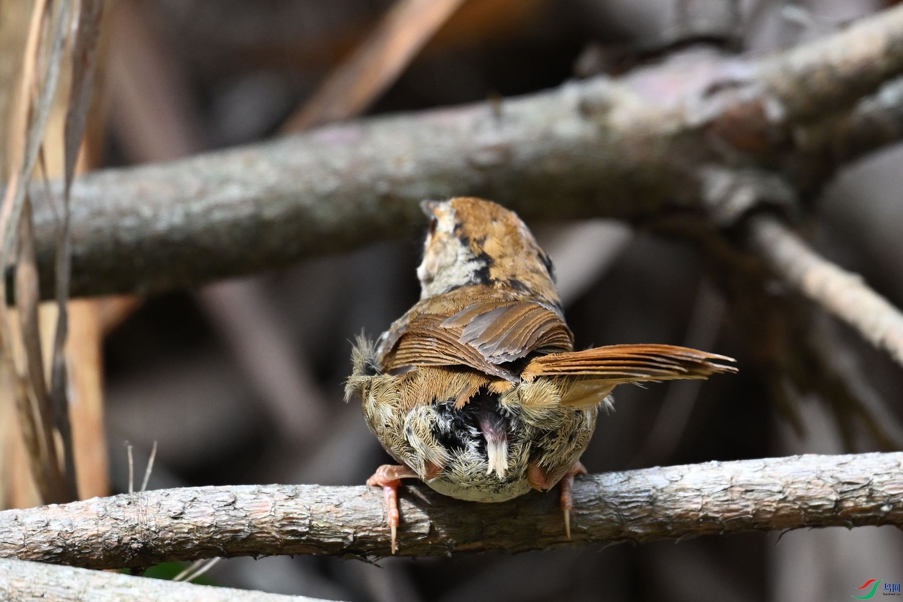 DSC_0182.JPG