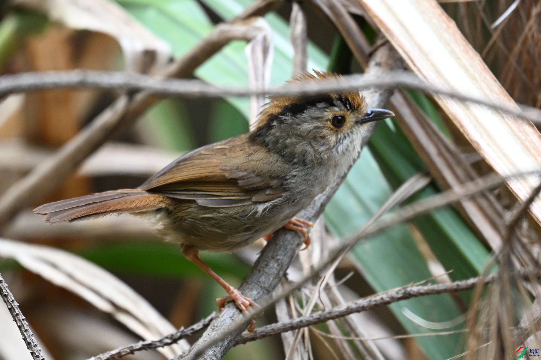 DSC_0163.JPG