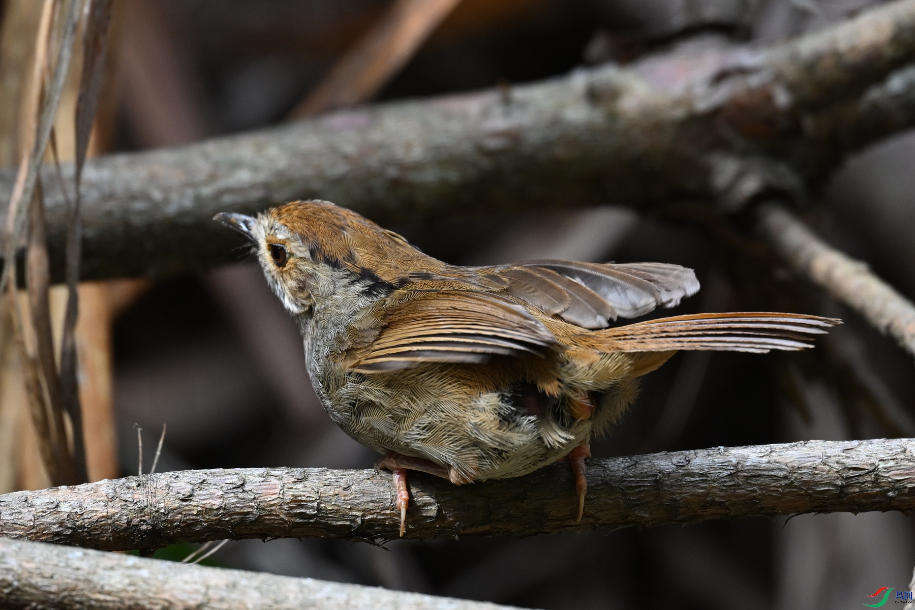 DSC_0189.JPG