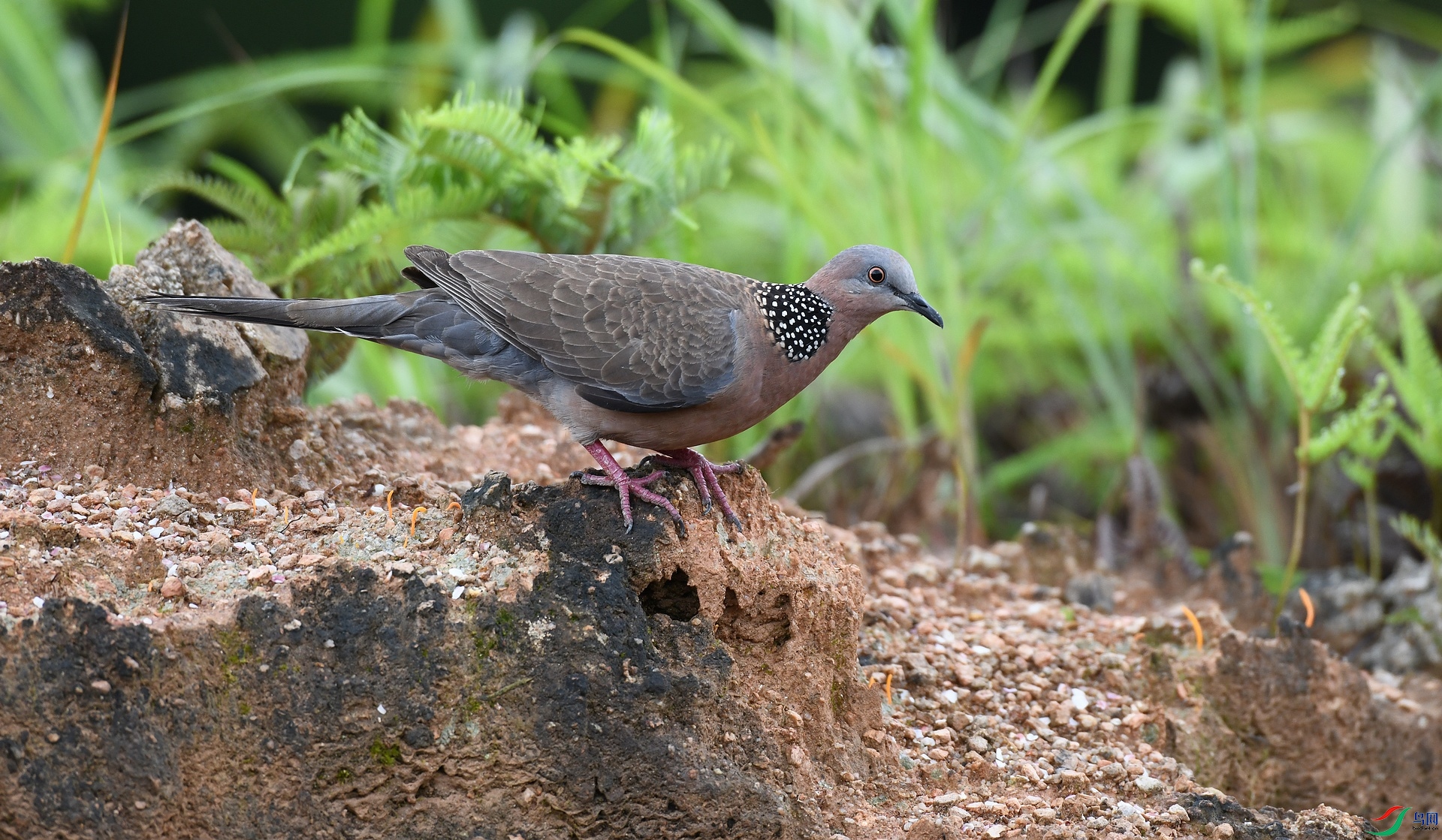 DSC_1266.jpg