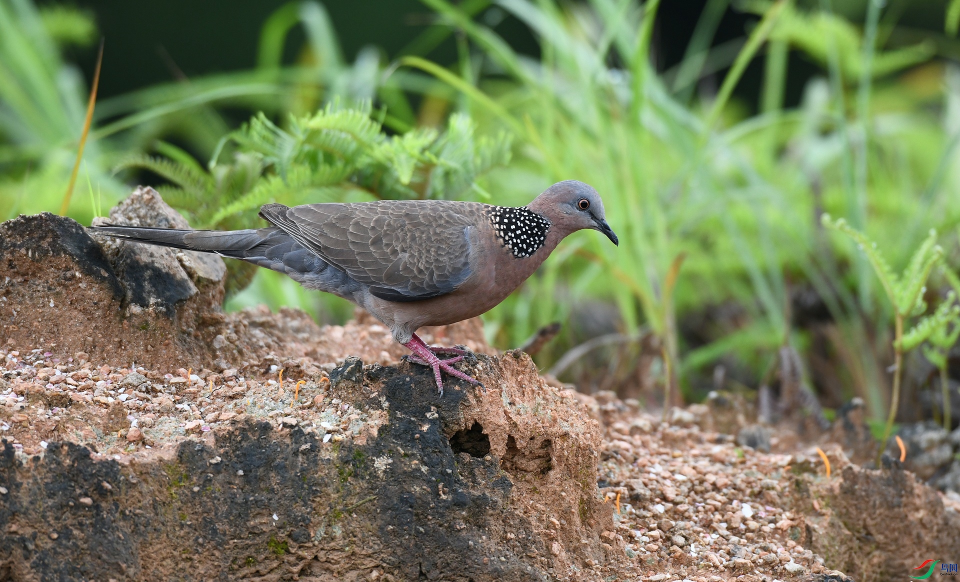 DSC_1265.jpg