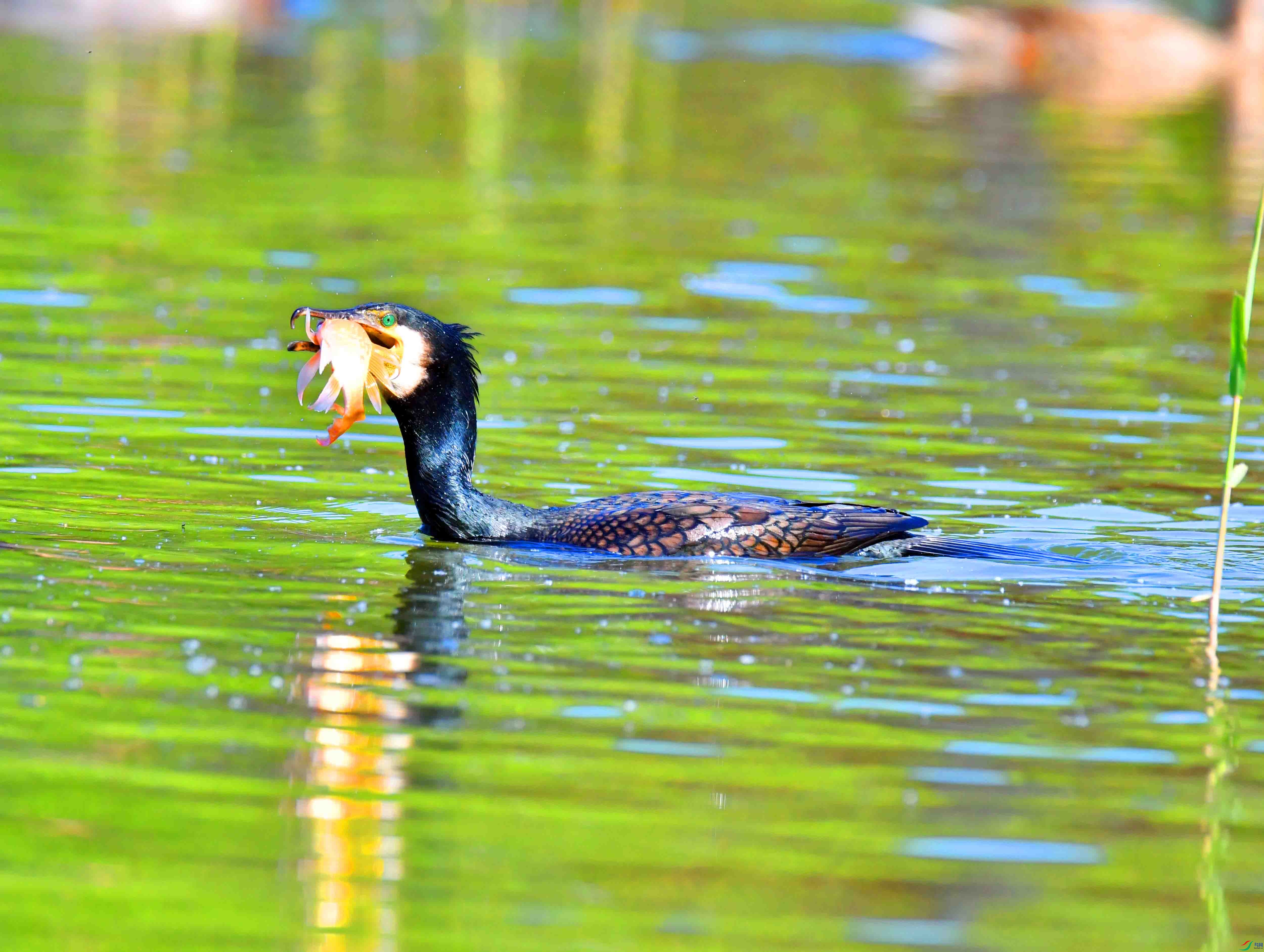 DSC_0432.JPG