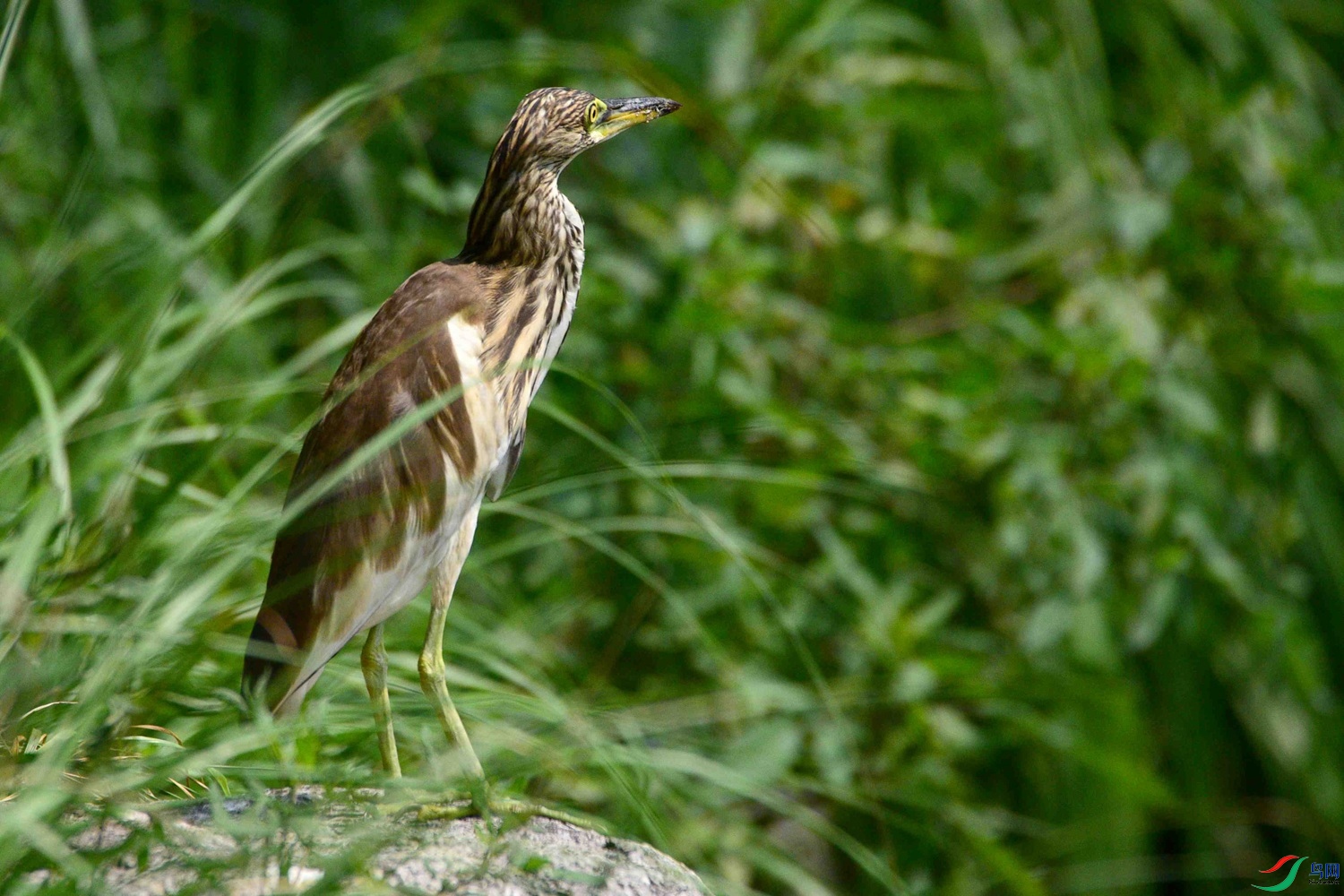 DSC_6102.JPG