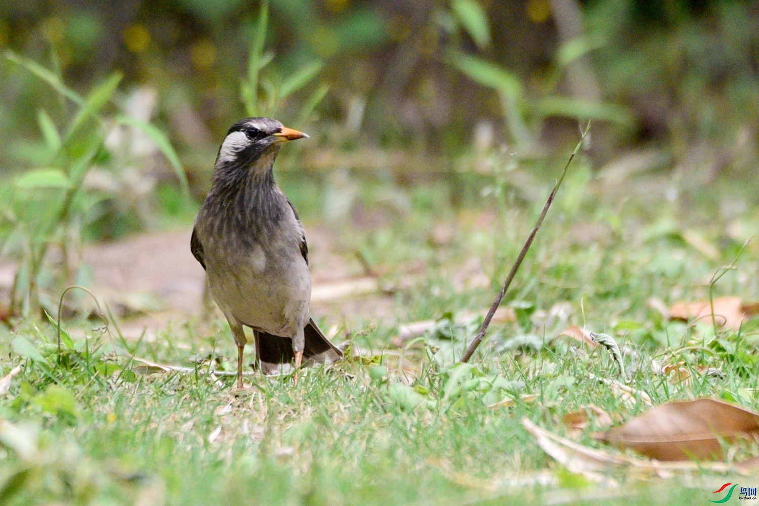 DSC_0639.JPG