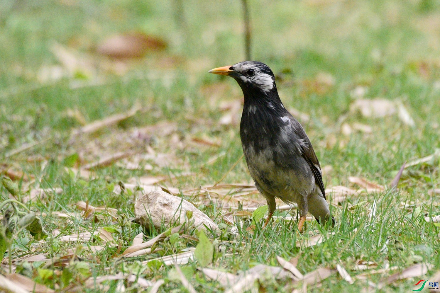 DSC_0630.JPG