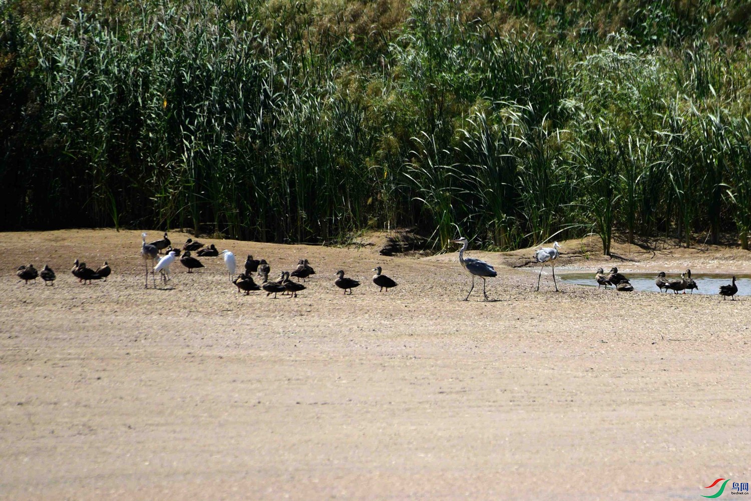 DSC_6517.JPG