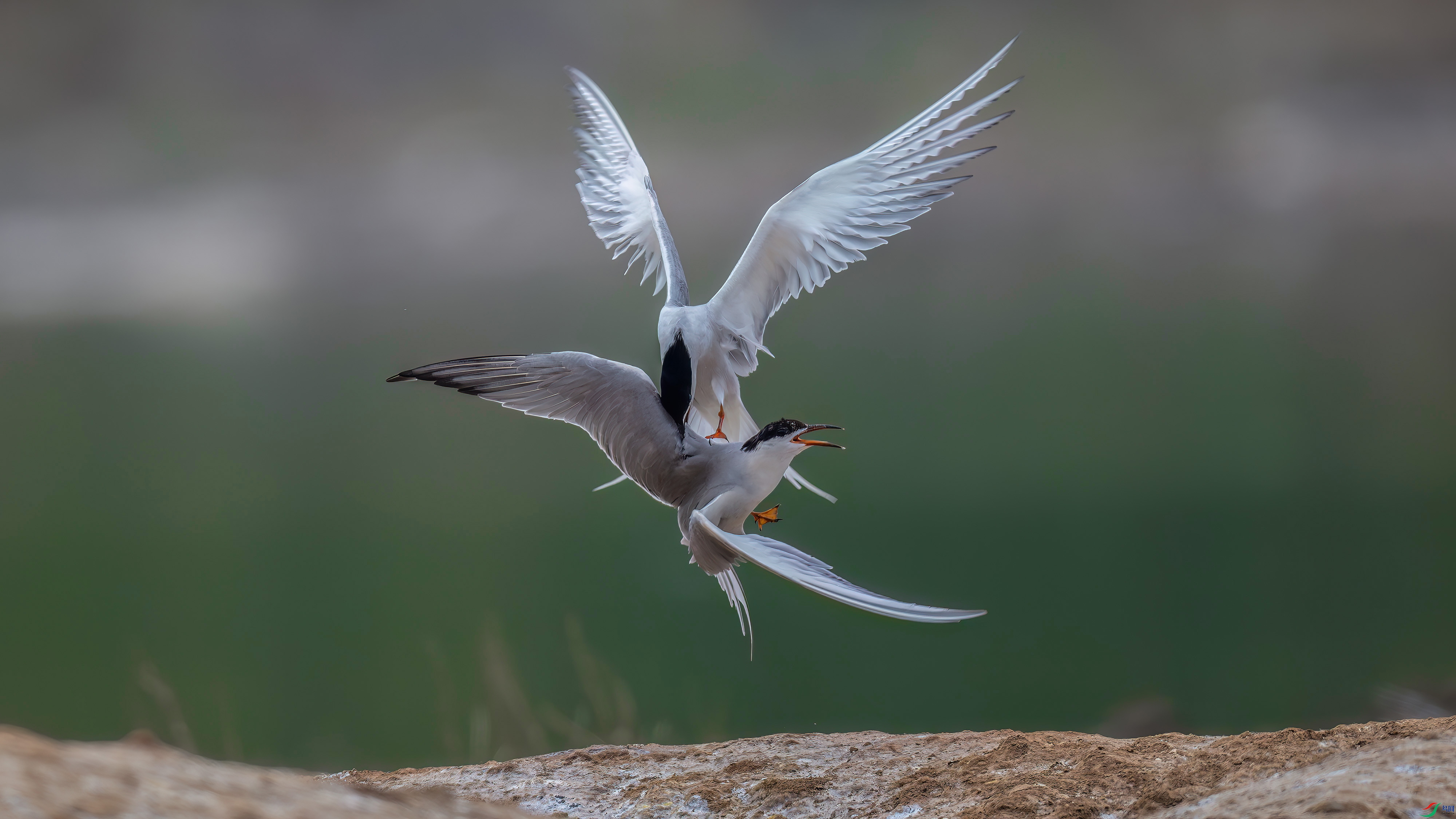 DSC_5074.jpg