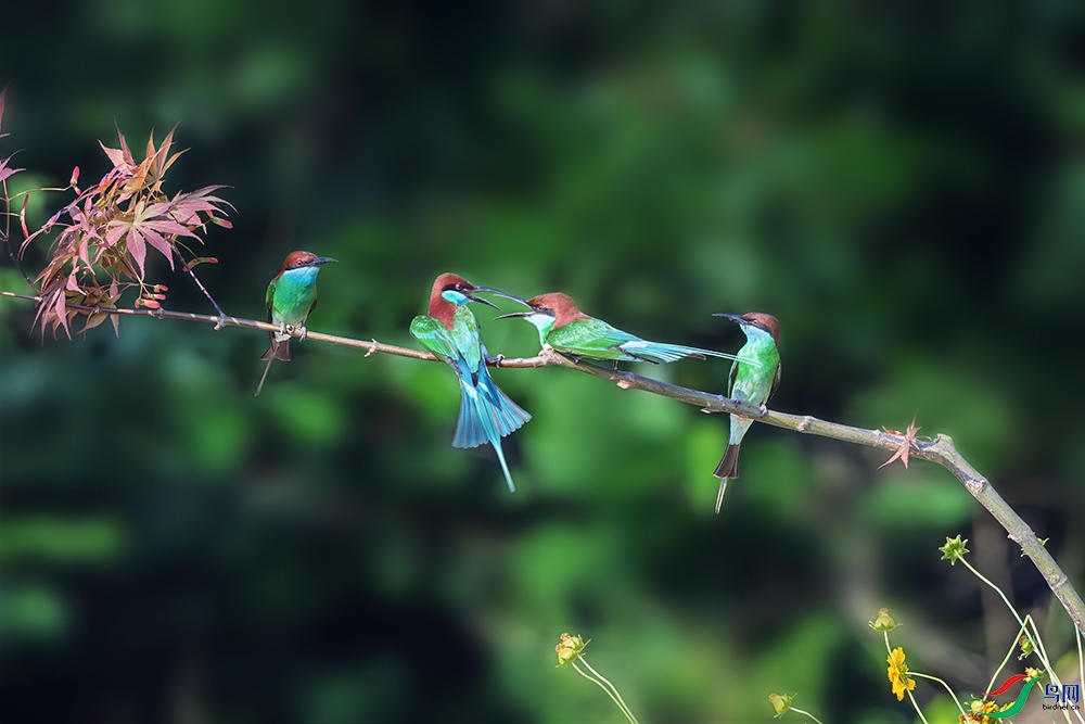 DSC_4124a.jpg