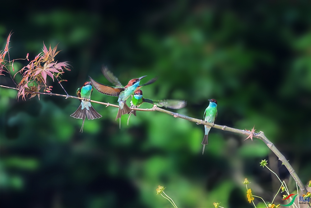 DSC_4135a.jpg