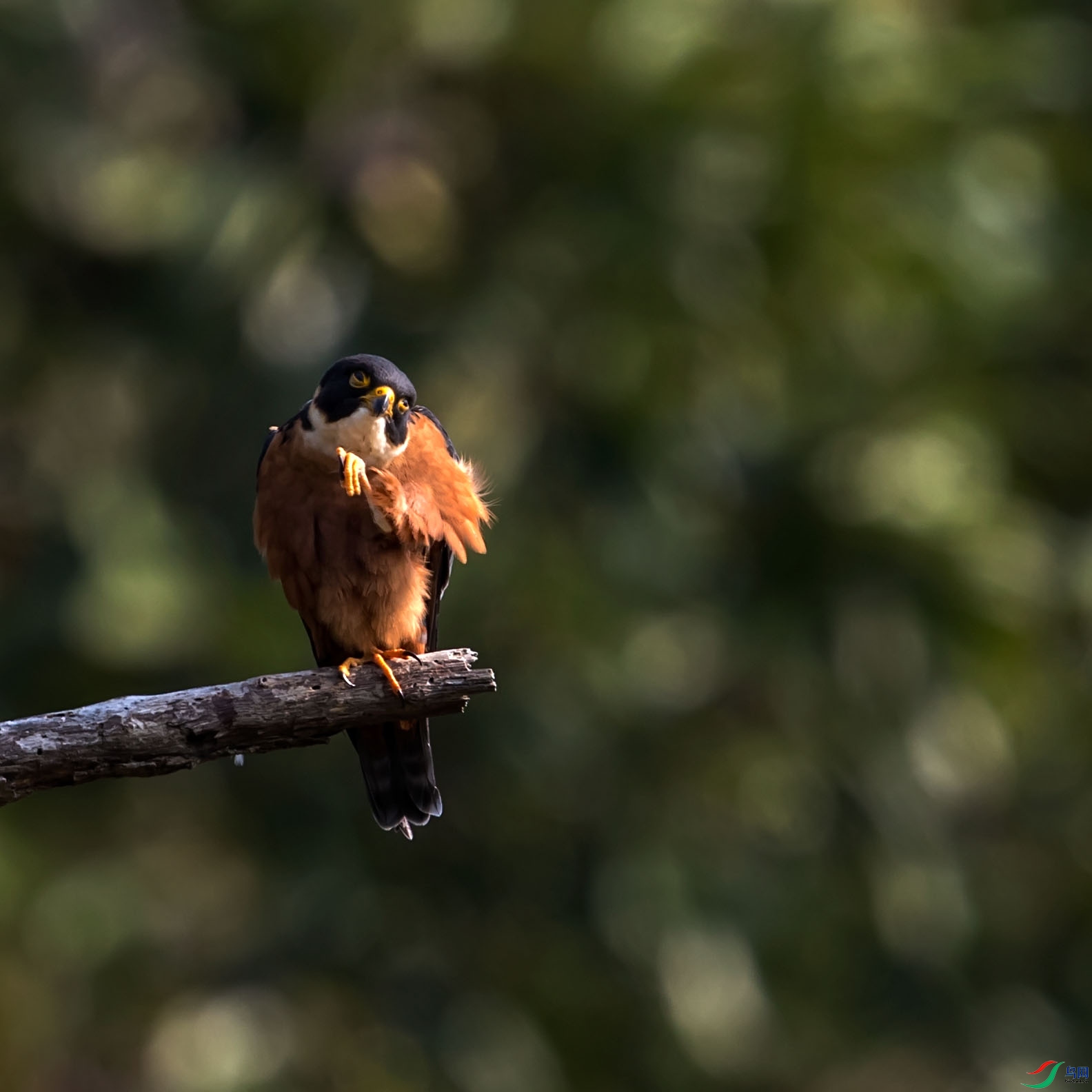 yj180225_3741 ����.jpg