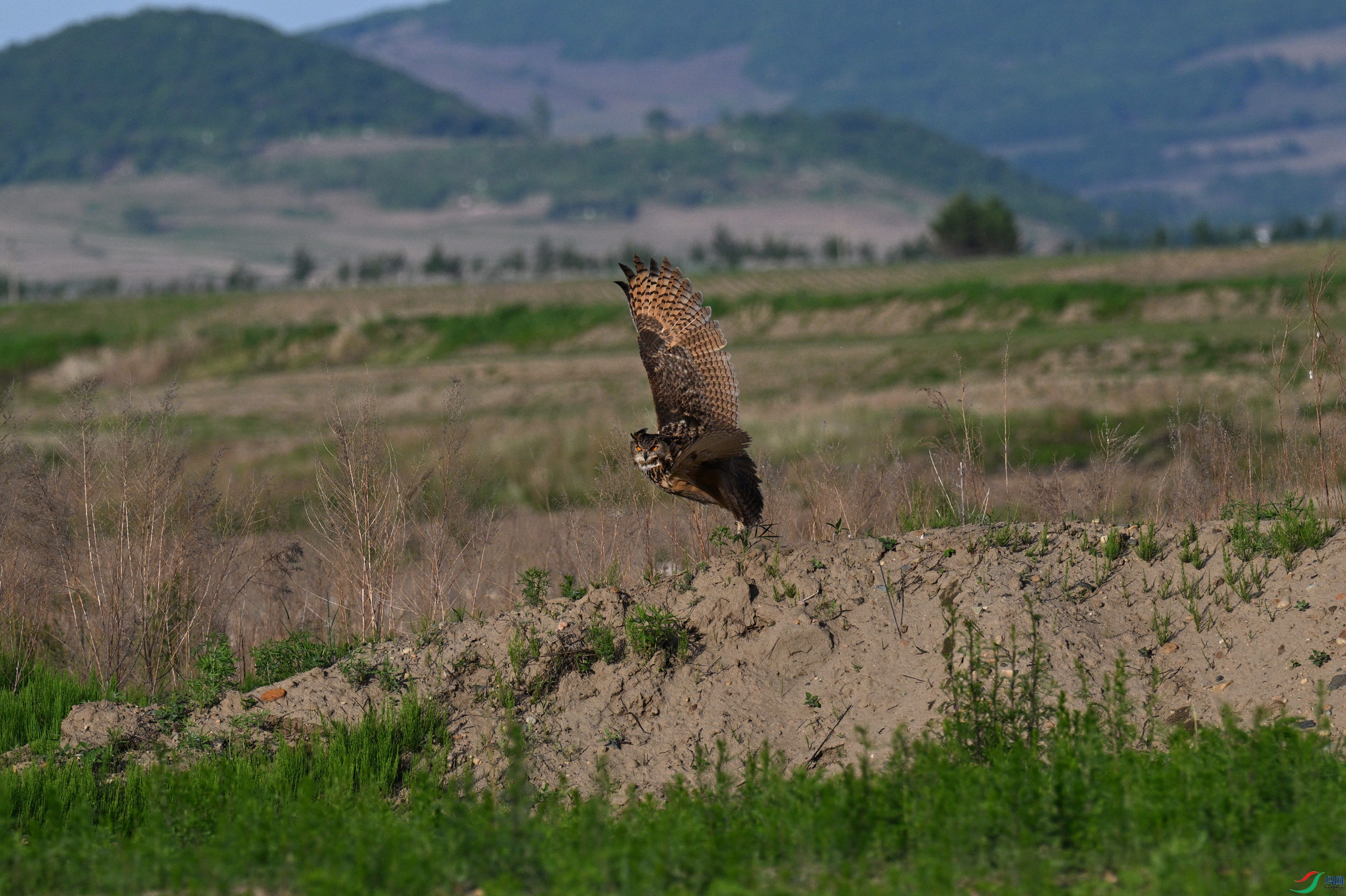 DSC_8638_����.jpg