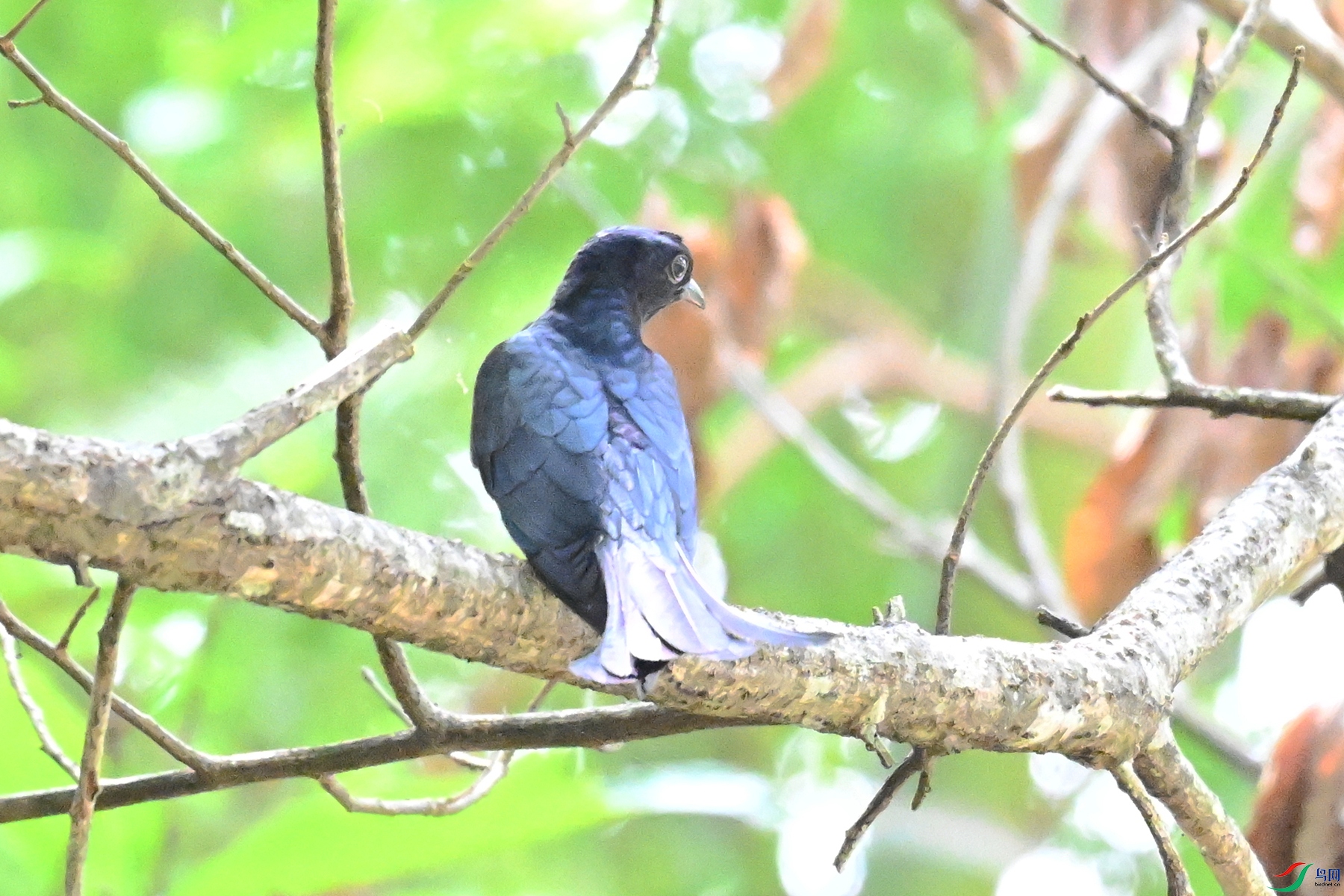 DSC_0622.JPG