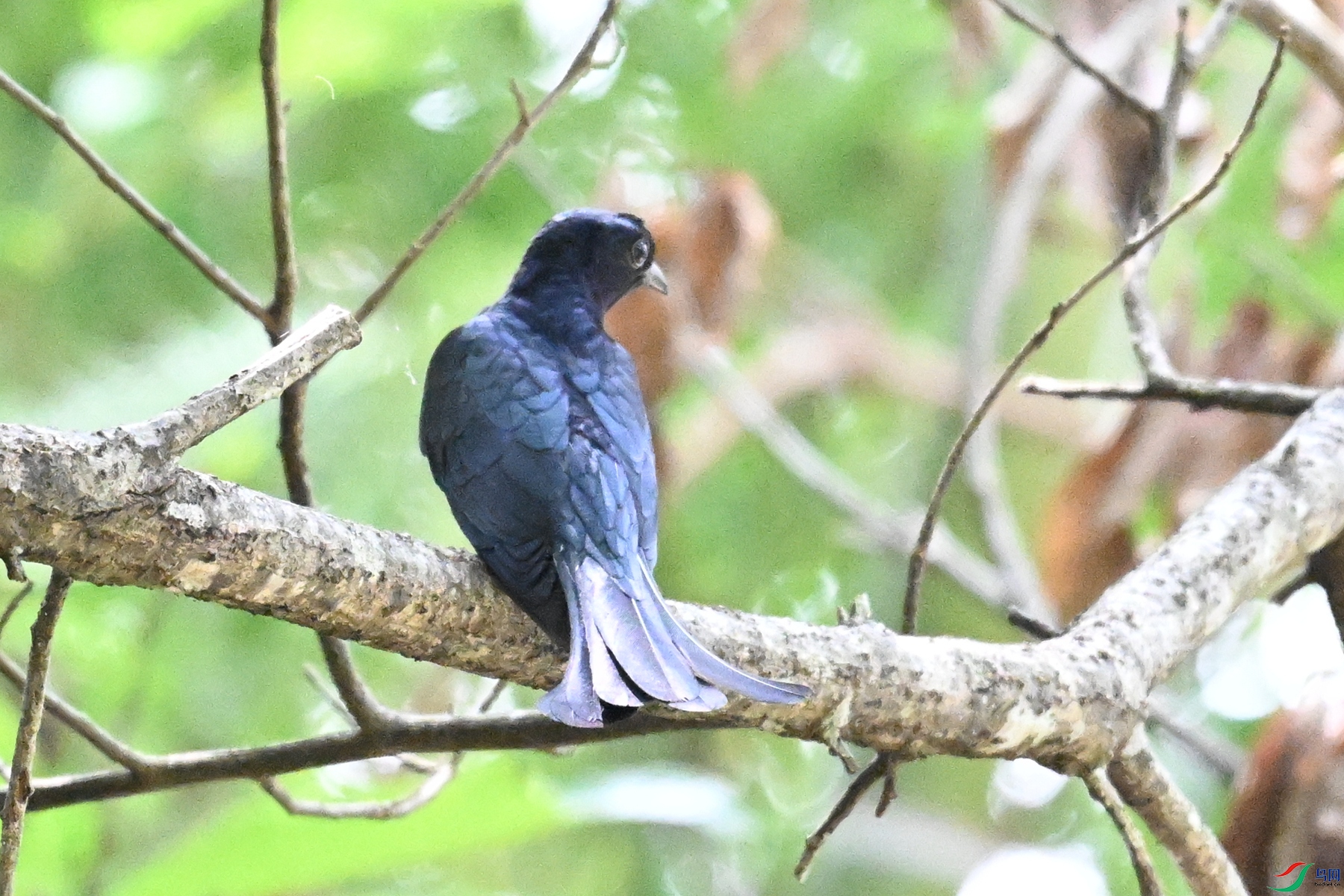 DSC_0627.JPG