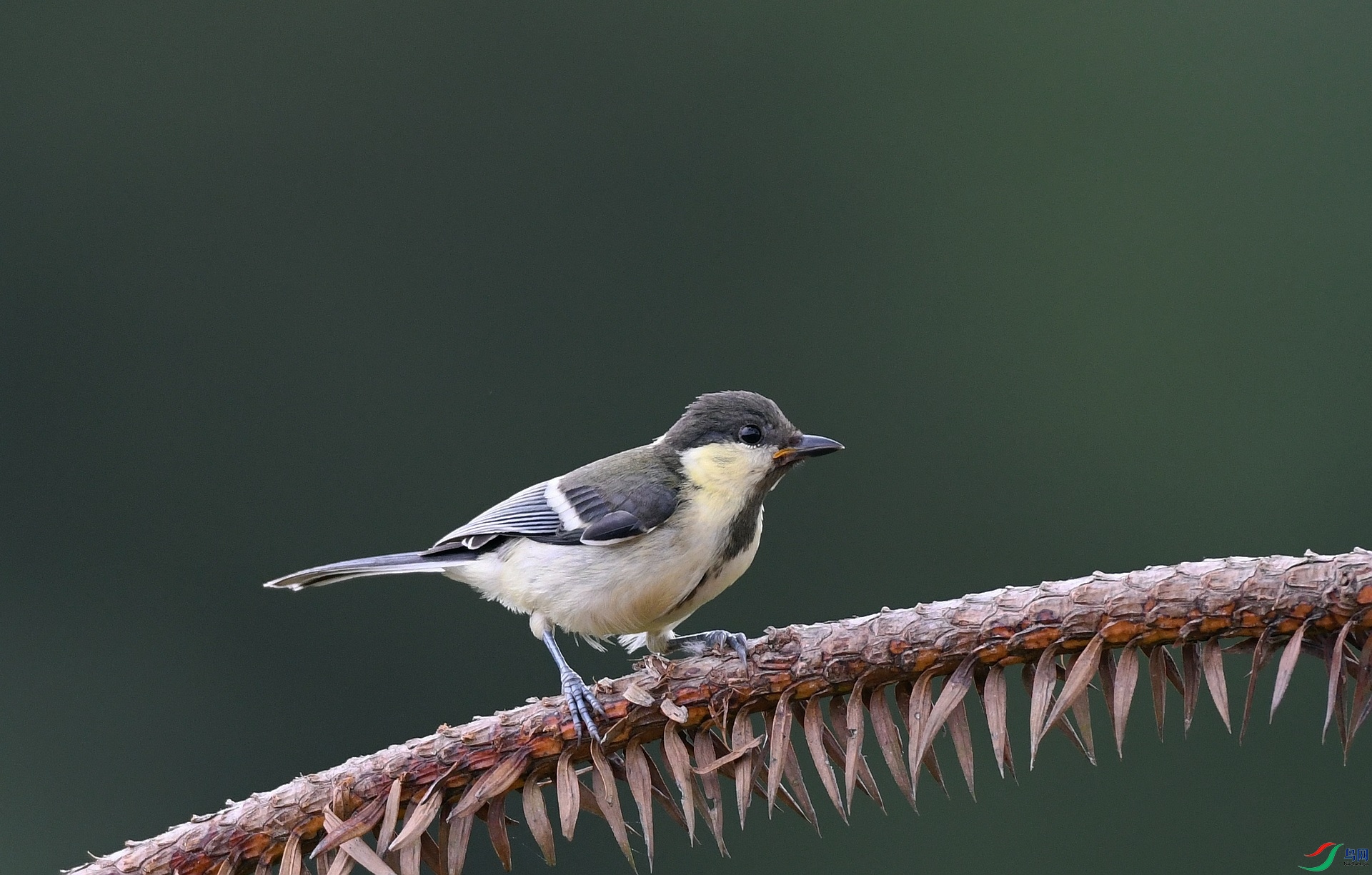 DSC_2934.jpg