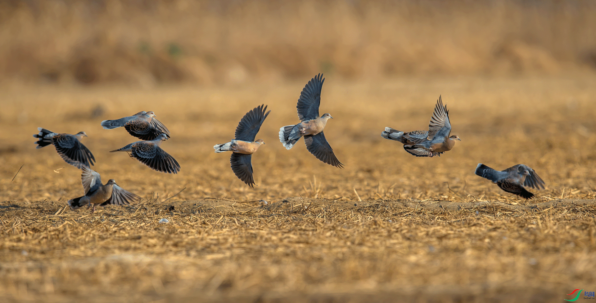 _DSC3657-11.gif