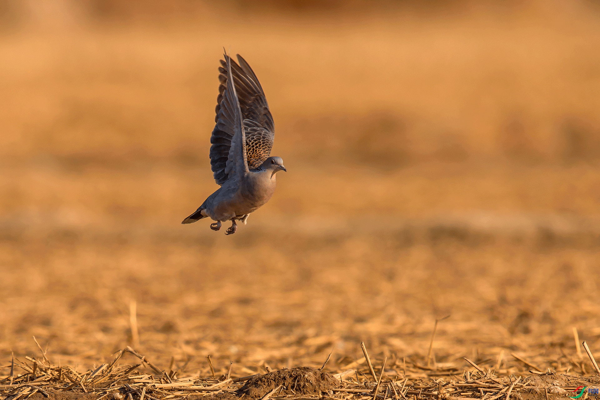 _DSC3918-11.gif