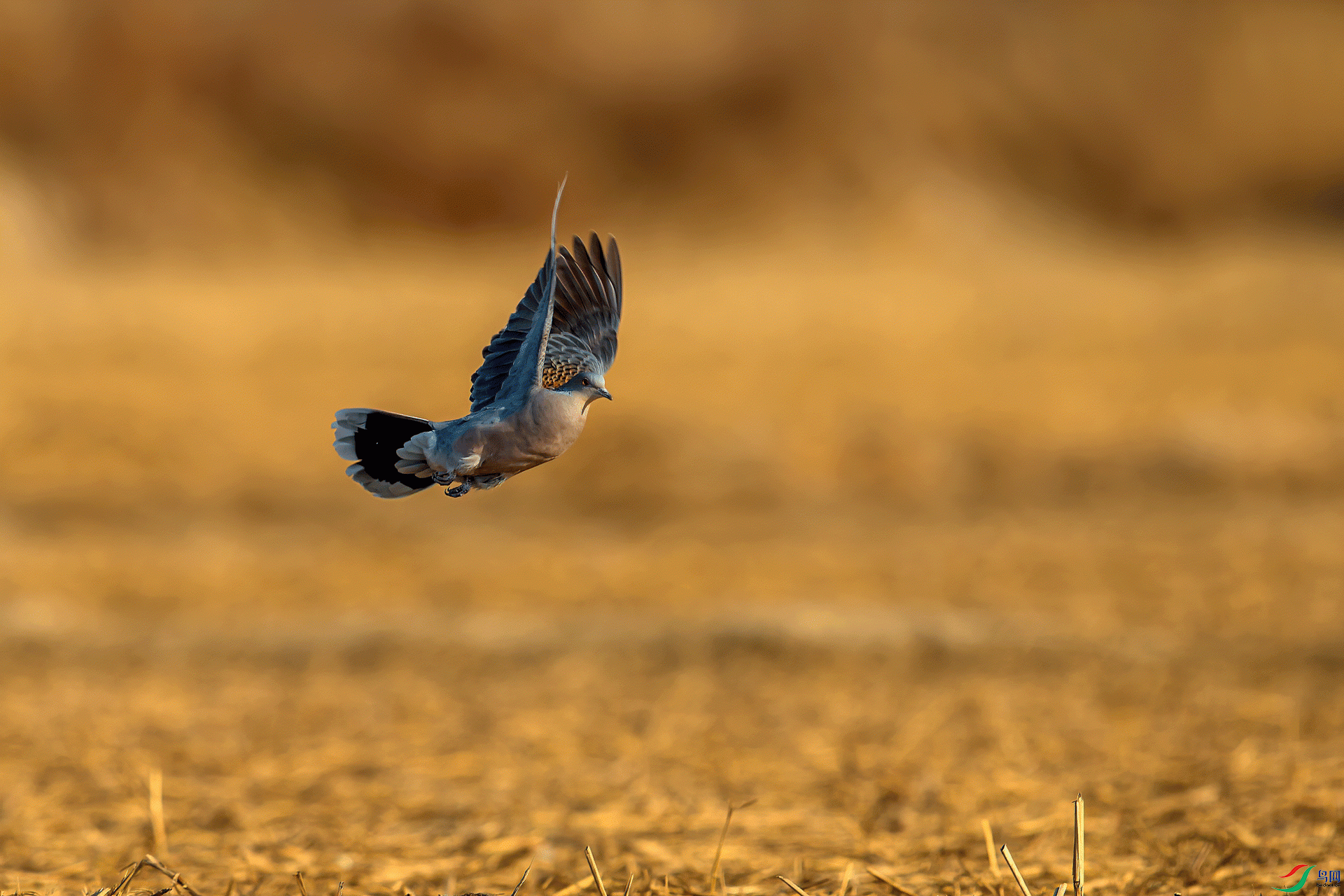 _DSC3919-11.gif