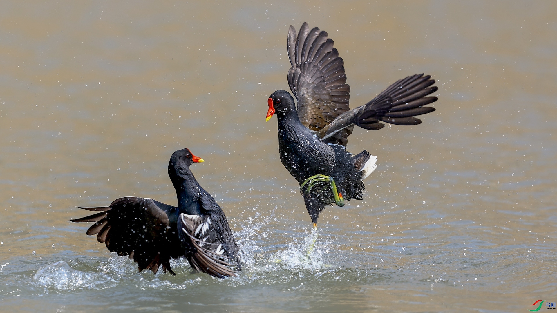 a5caaf2ae266a4278d9124da86245c42-1.jpg