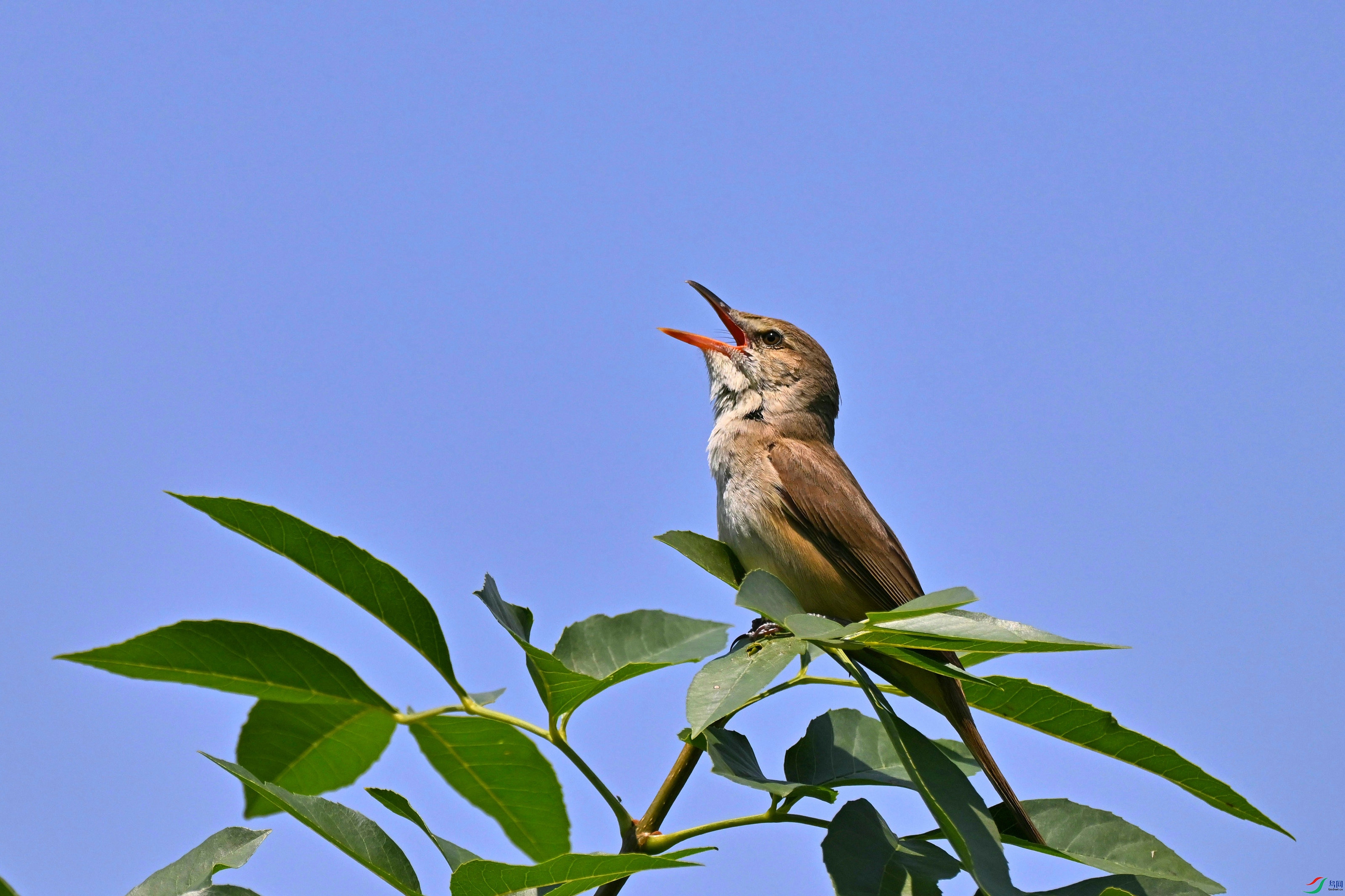 DSC_2944.JPG