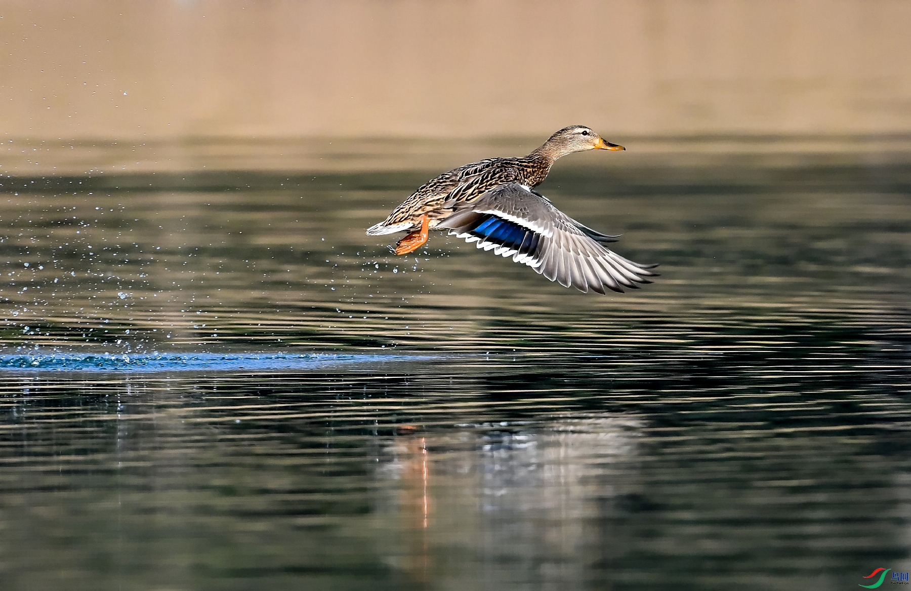 DSC_6949���.jpg